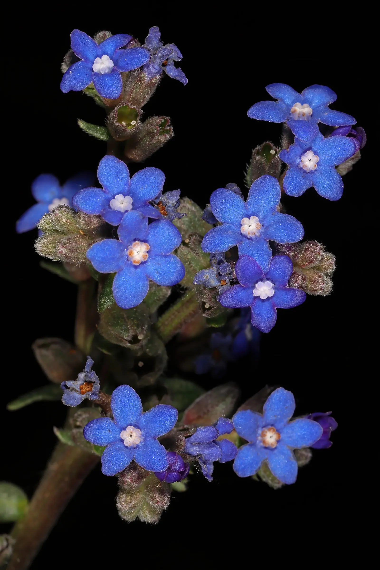Summer Forget Me Nots (Anchusa Capensis) — with their deep cobalt to sky-blue hues