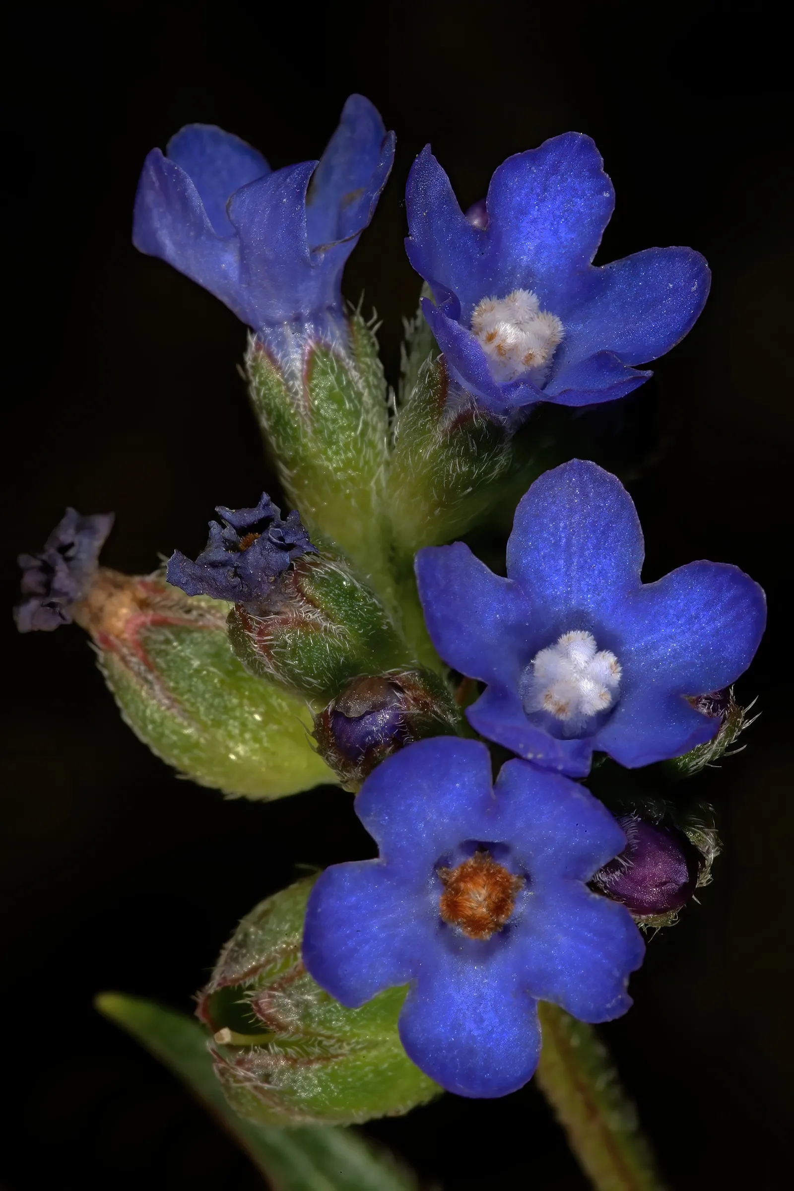 Summer Forget Me Nots (Anchusa Capensis) — is a captivating annual that enchants any landscape with its vivid blue blossoms