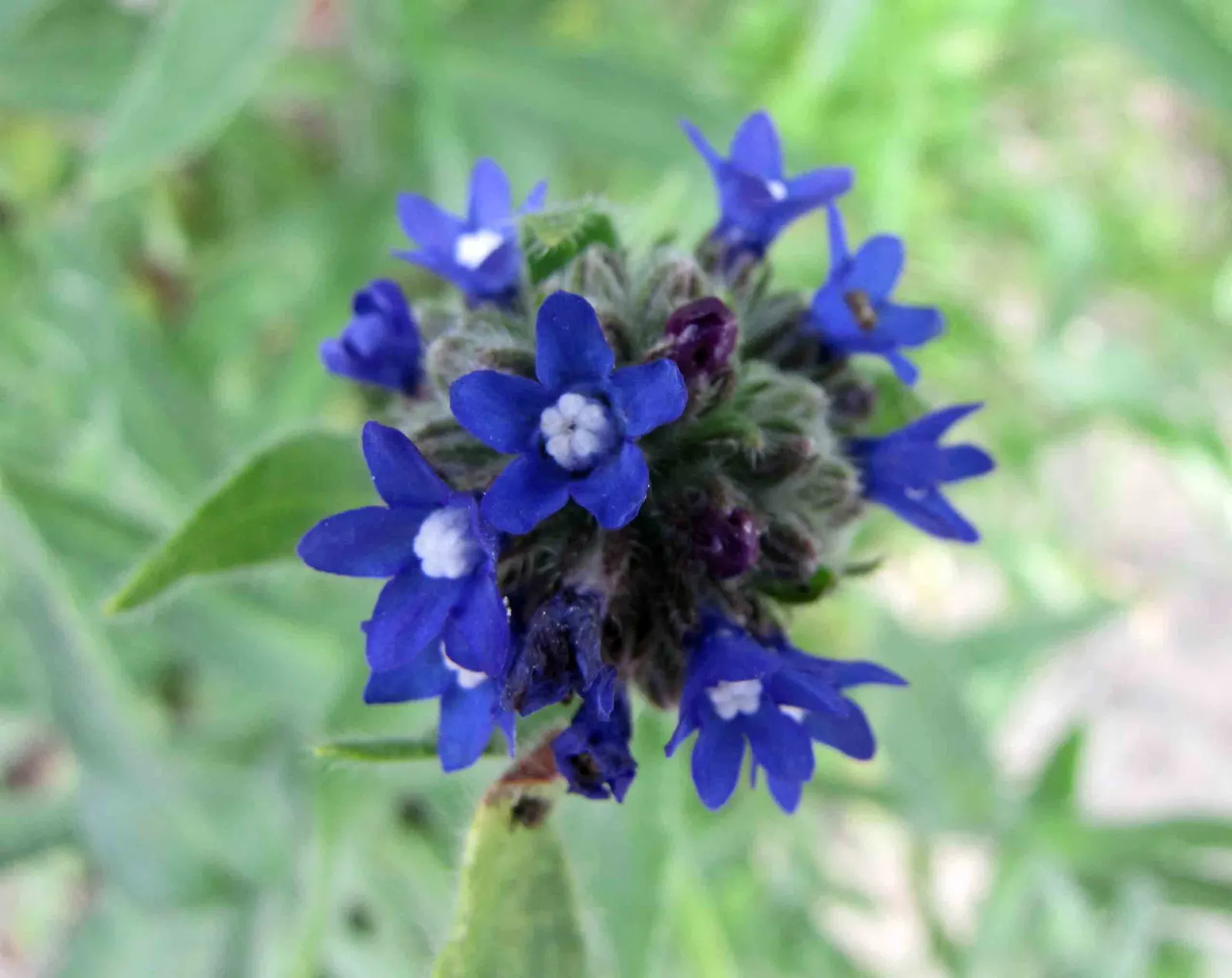 Summer Forget Me Nots (Anchusa Capensis) — thereby supporting local ecosystems.<br><br>The enchanting blooms of Summer Forget-Me-Nots
