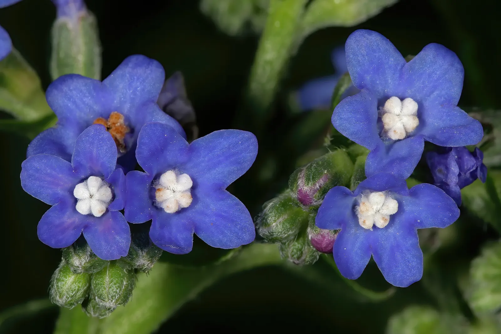 Summer Forget Me Nots (Anchusa Capensis) — Flowering from late spring through summer