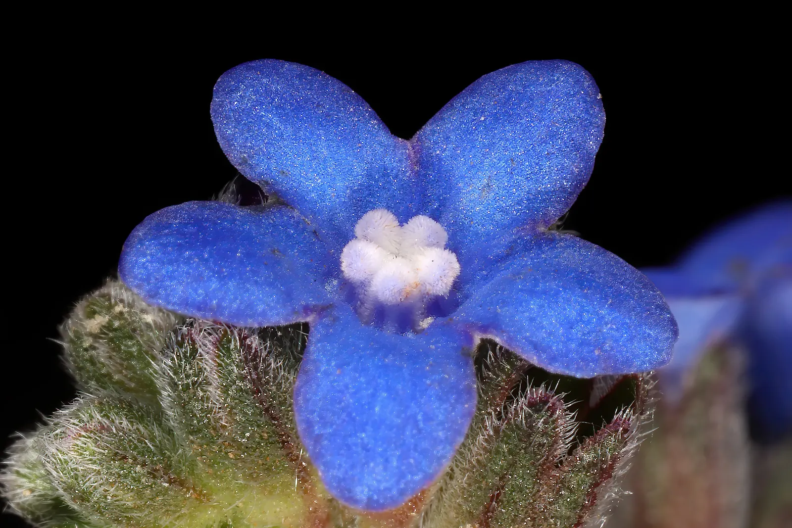 Summer Forget Me Nots (Anchusa Capensis) — annual with blue blooms