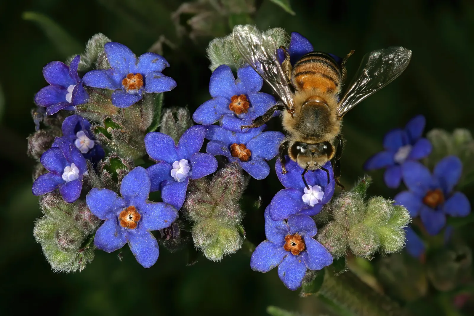 Summer Forget Me Nots (Anchusa Capensis) — It's a drought-tolerant species