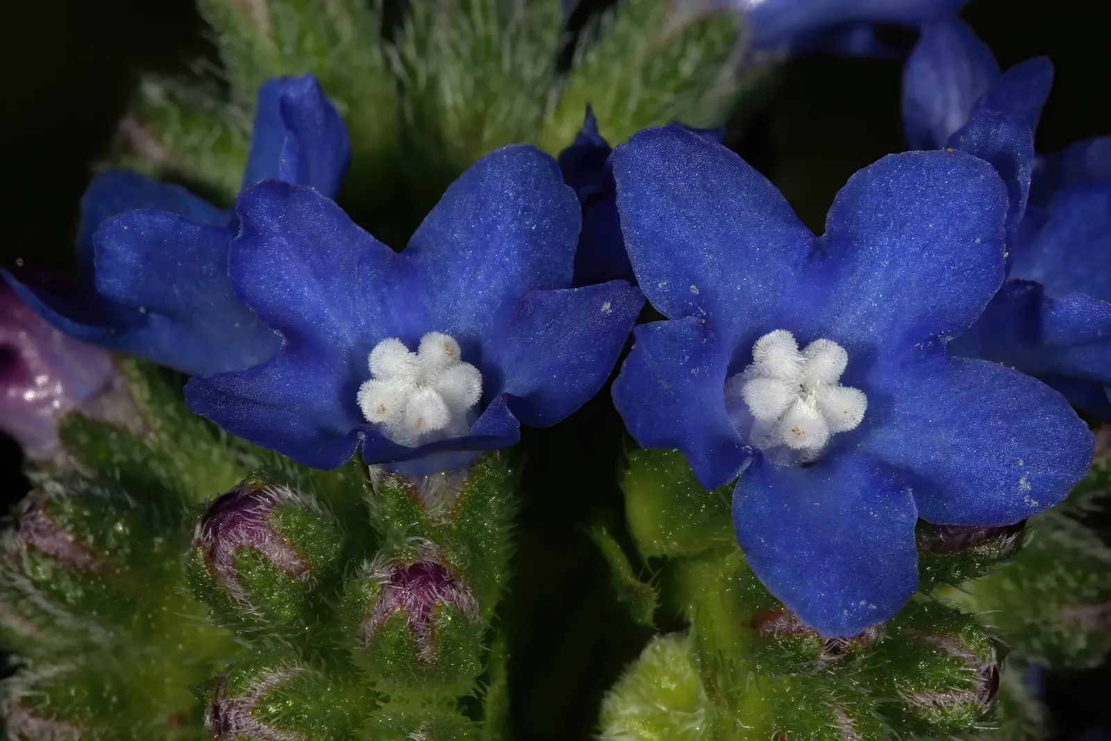 Summer Forget Me Nots (Anchusa Capensis) — adding a nuanced contrast that can complement a diverse palette of garden plants