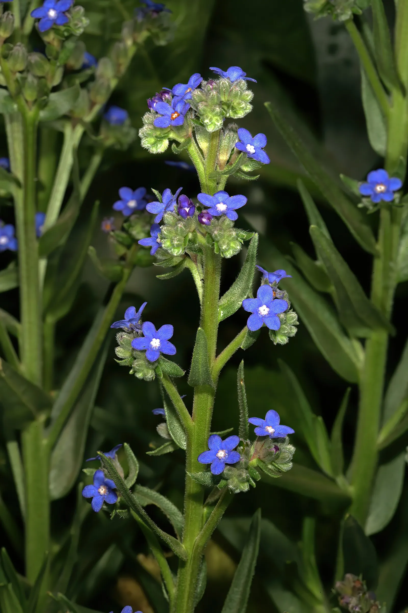 Summer Forget Me Nots (Anchusa Capensis) — annual for full or half