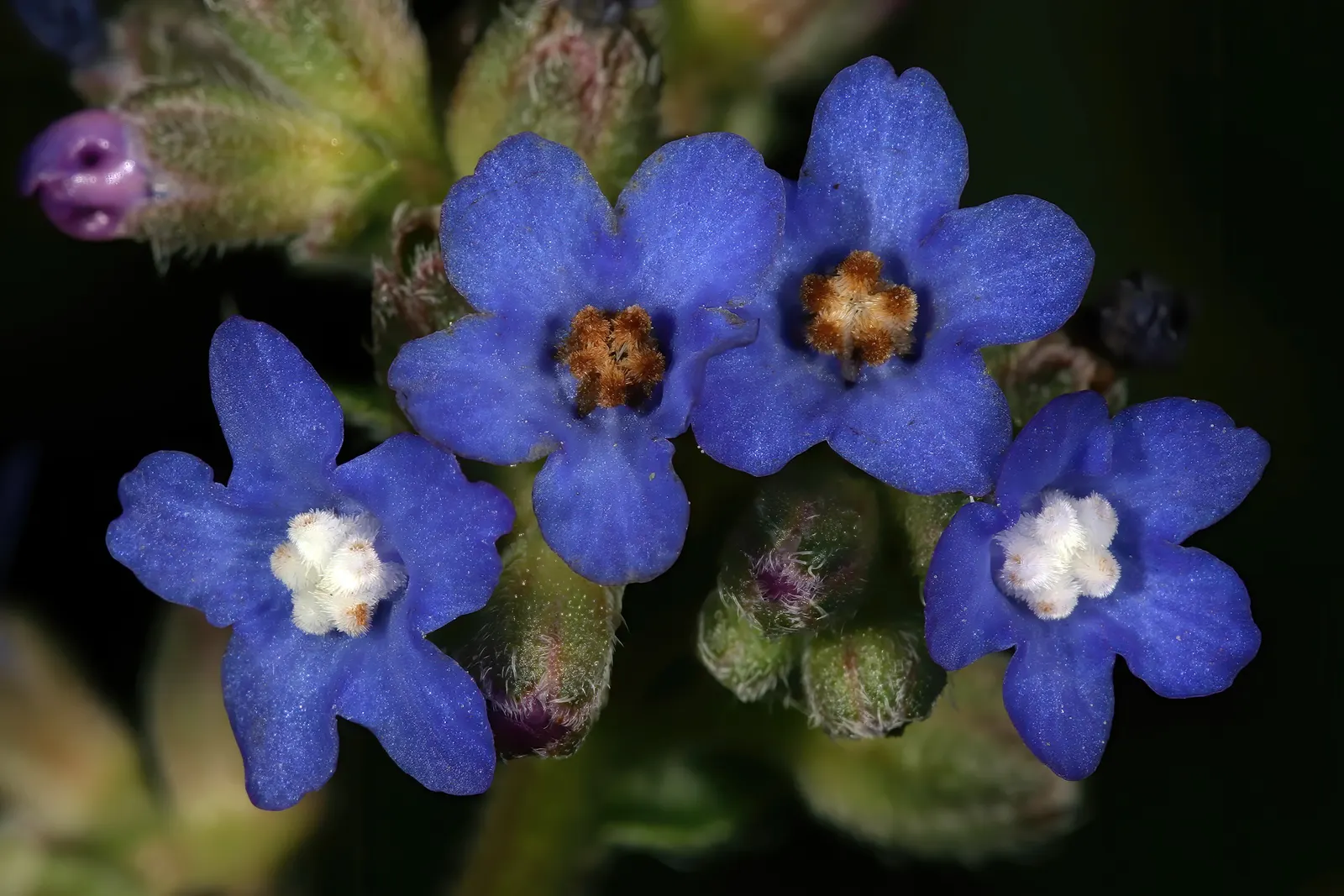 Summer Forget Me Nots (Anchusa Capensis) — These annuals bring a profusion of color from late spring to fall to sunny sites; attracts pollinators, adding