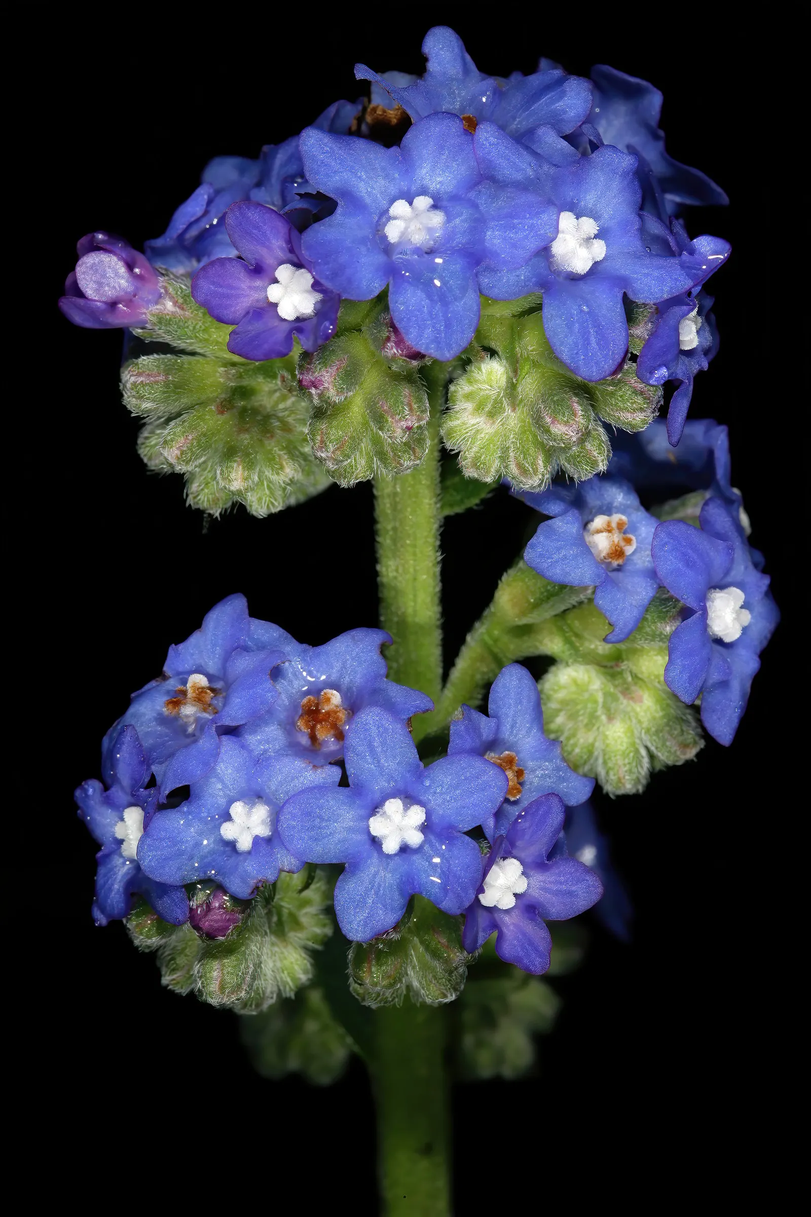 Summer Forget Me Nots (Anchusa Capensis) — With a spread of roughly 12 inches, they're perfect for borders or wildflower gardens; which makes it a superb