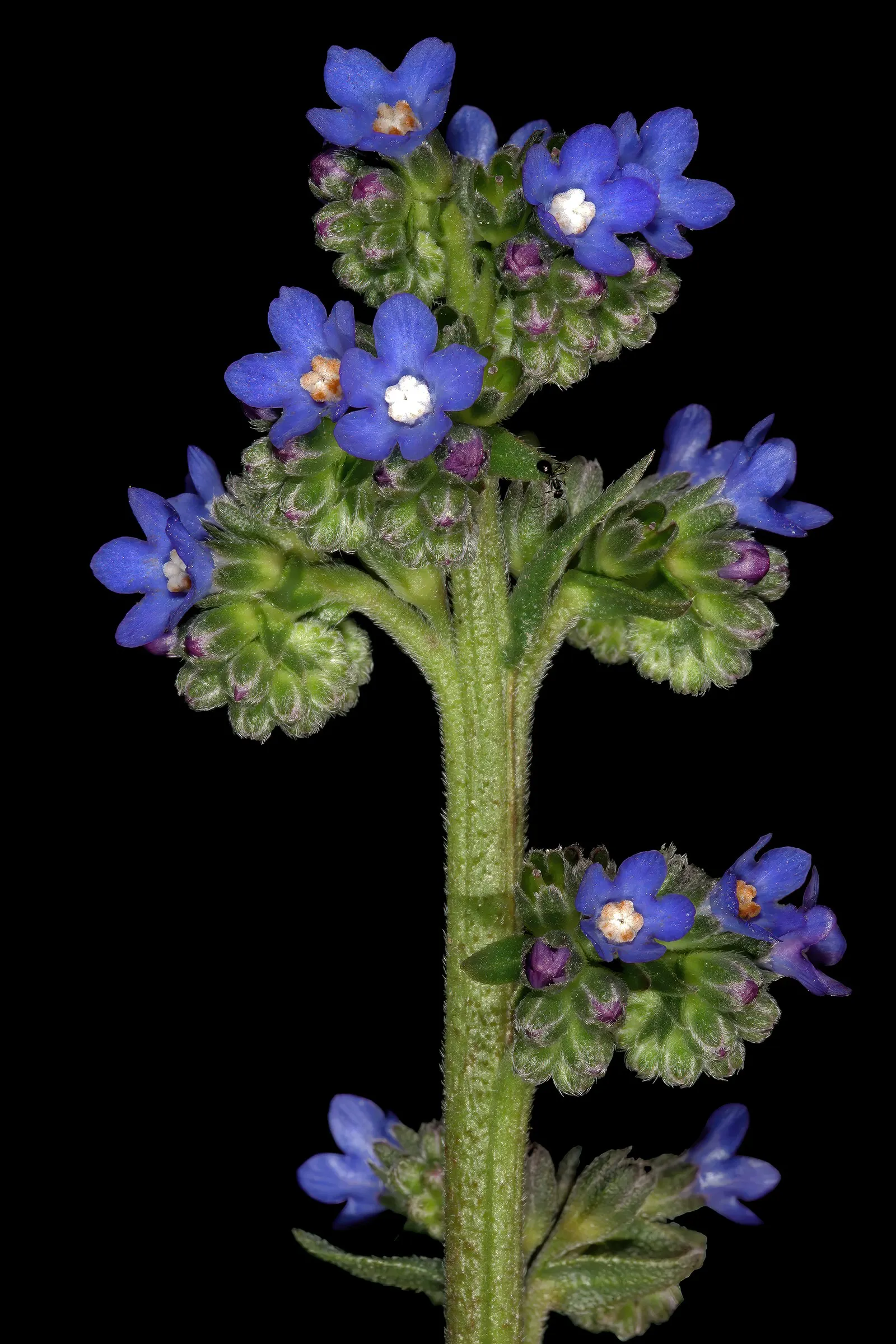 Summer Forget Me Nots (Anchusa Capensis) — These annuals bring a profusion of color from late spring to fall to sunny sites