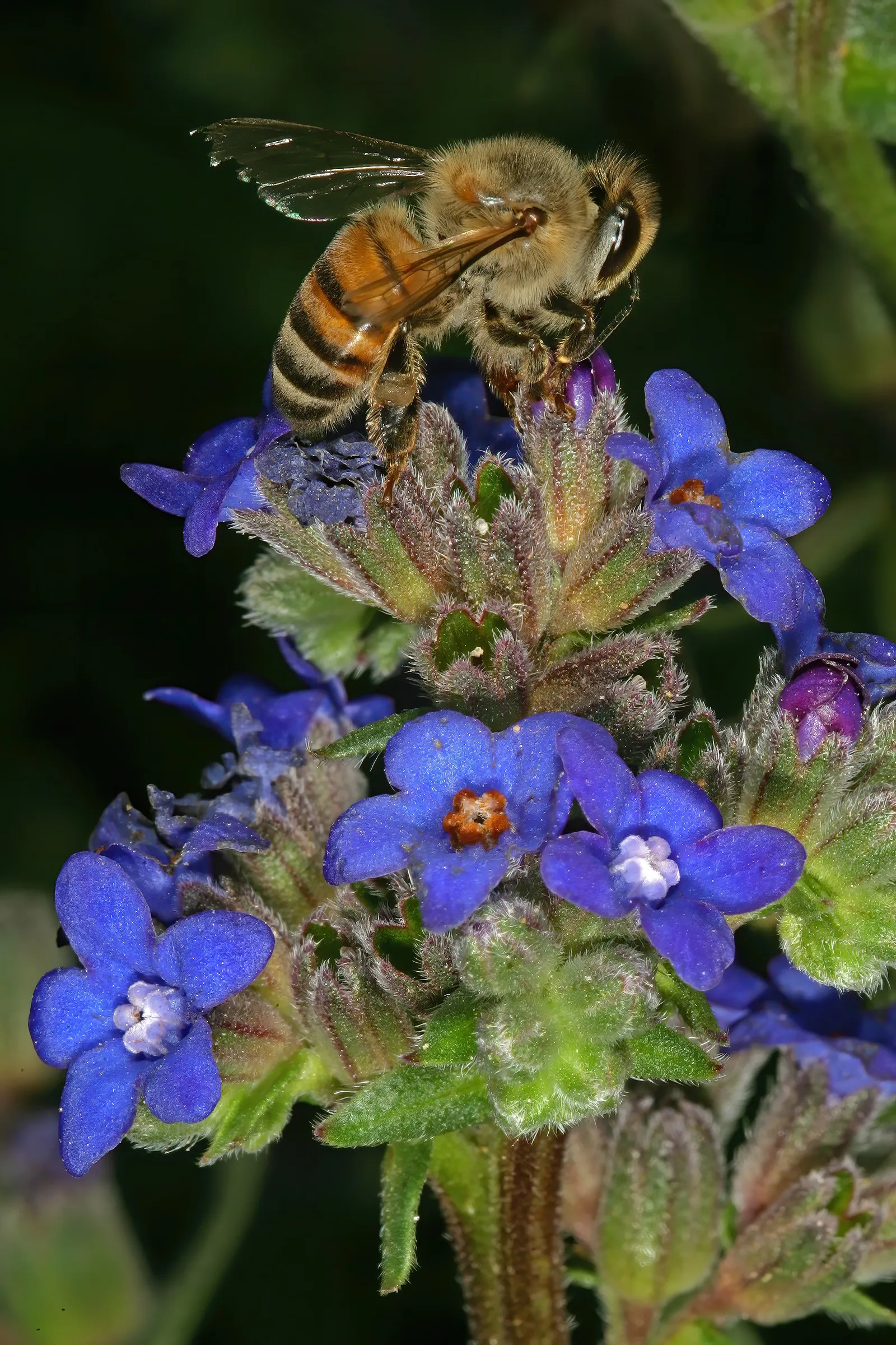 Summer Forget Me Nots (Anchusa Capensis) — with a spread of approximately 6 to 12 inches