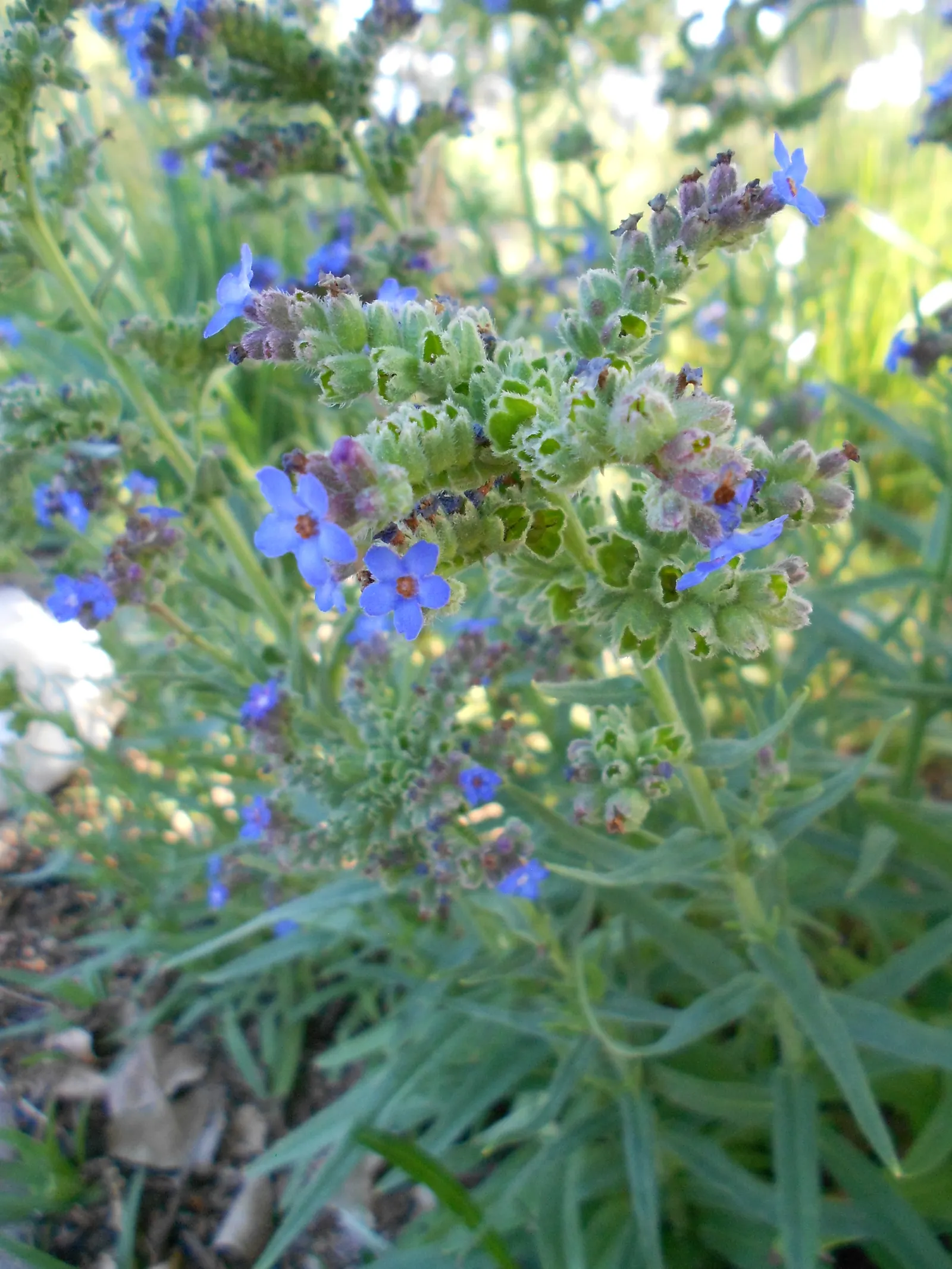 Summer Forget Me Nots (Anchusa Capensis) — reveling in well-draining soil that's kept moderately moist