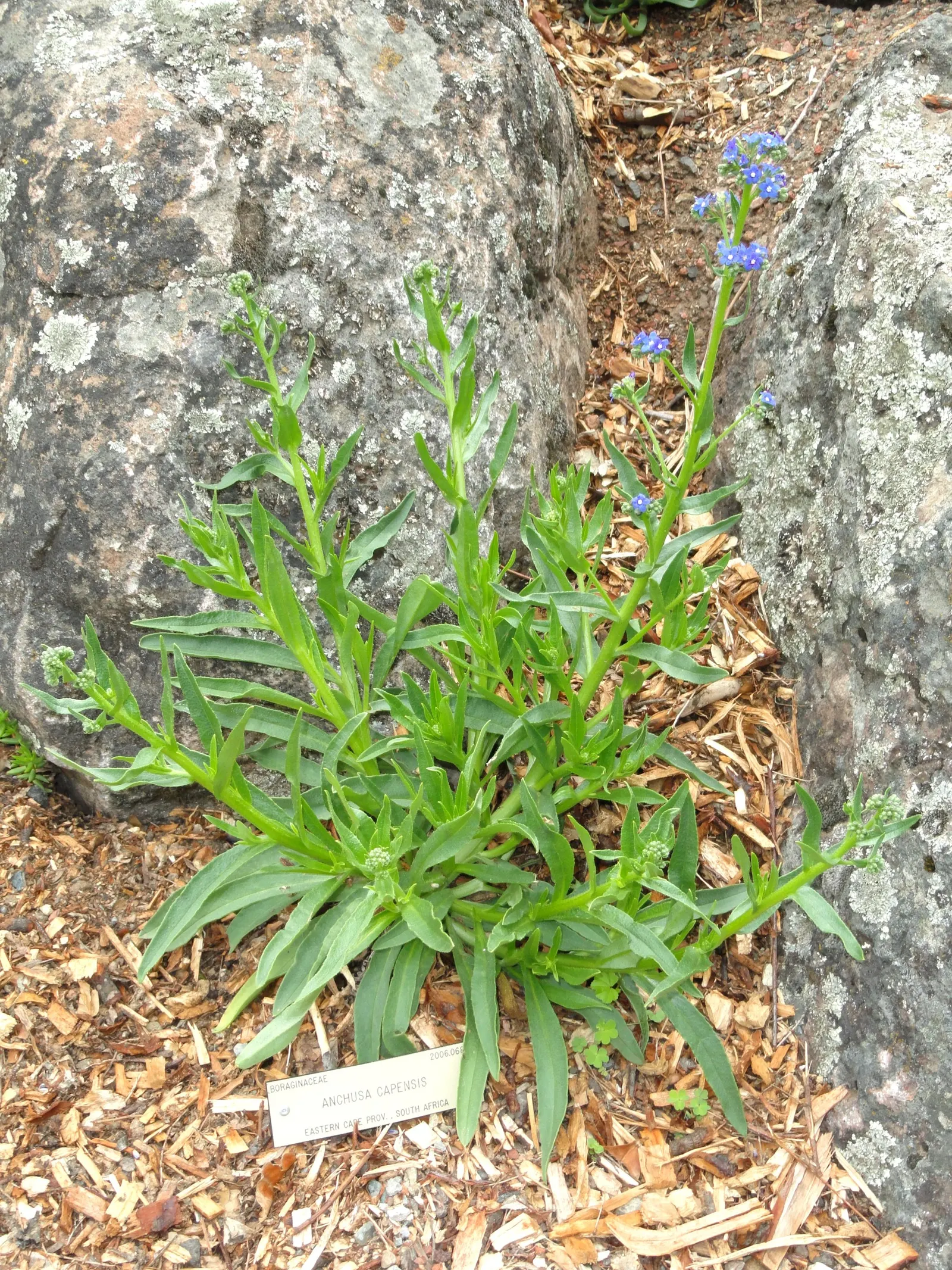 Summer Forget Me Nots (Anchusa Capensis) — scientifically known as Anchusa capensis