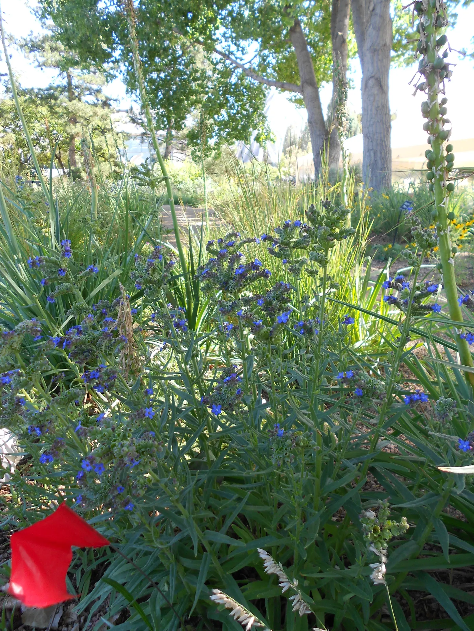 Summer Forget Me Nots (Anchusa Capensis) — which makes it a superb candidate for areas with water conservation in mind