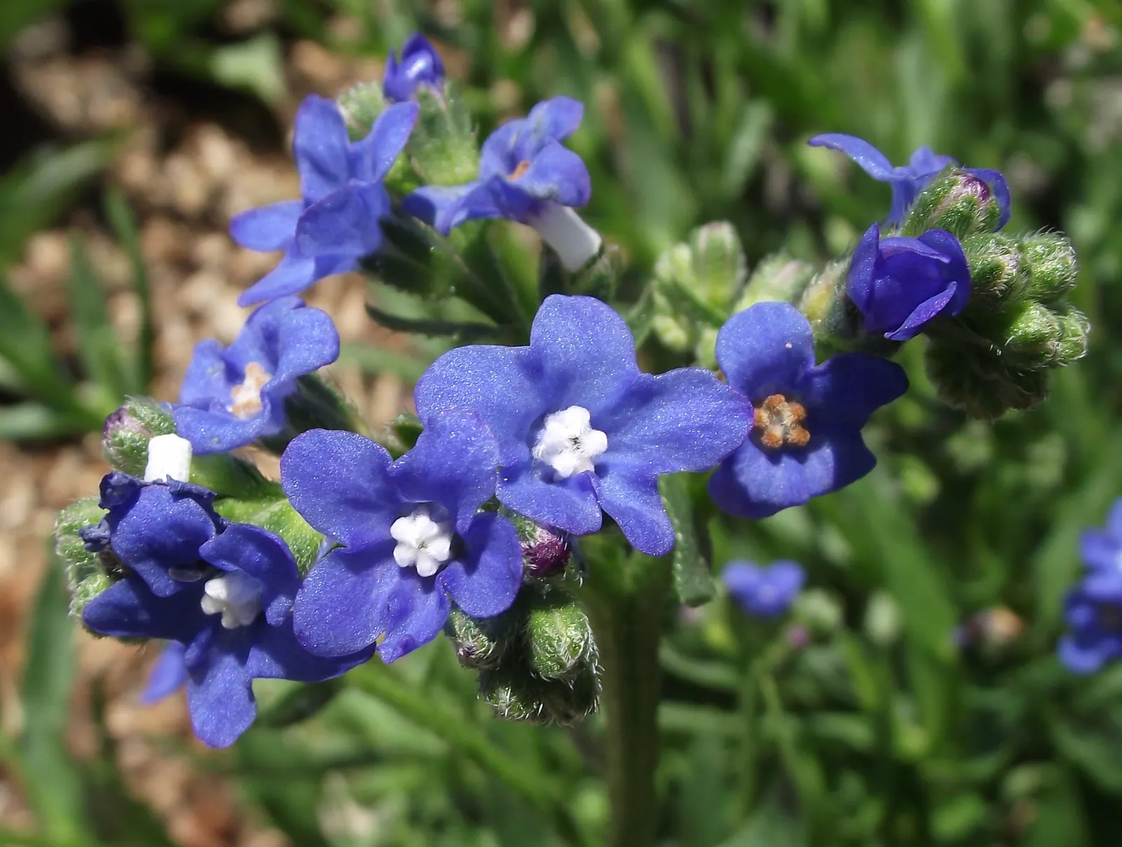 Summer Forget Me Nots (Anchusa Capensis) — Attracts pollinators, adding ecological value