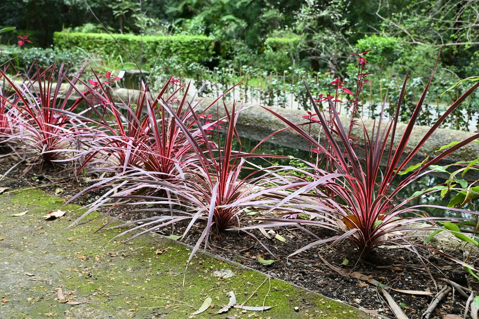 Pink Passion Grass Palm (Cordyline 'Pink Passion') — The Cordyline 'Pink Passion' is a striking ornamental perennial featuring vibrant pink and purple foliage