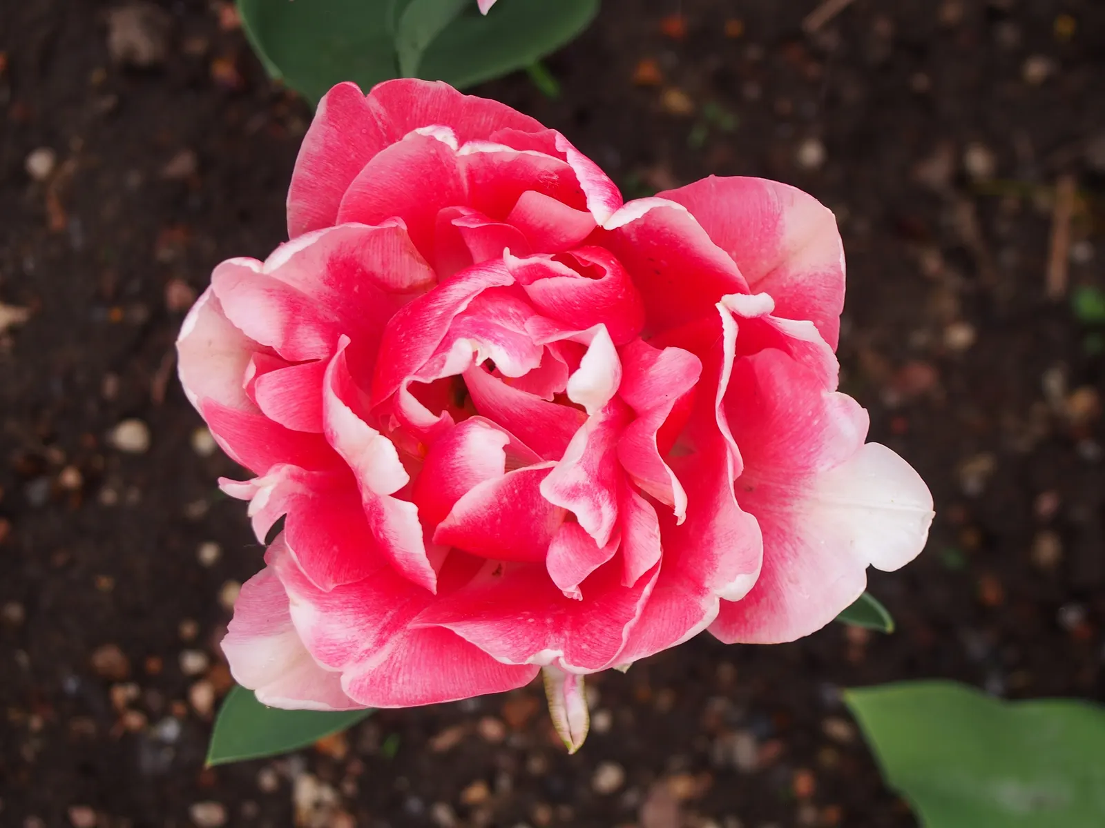 Angelique Peony Flw.Tulip (Tulipa 'Angelique') — Blooms emerge in late spring, creating an elegant display ideal for borders or as cut flowers