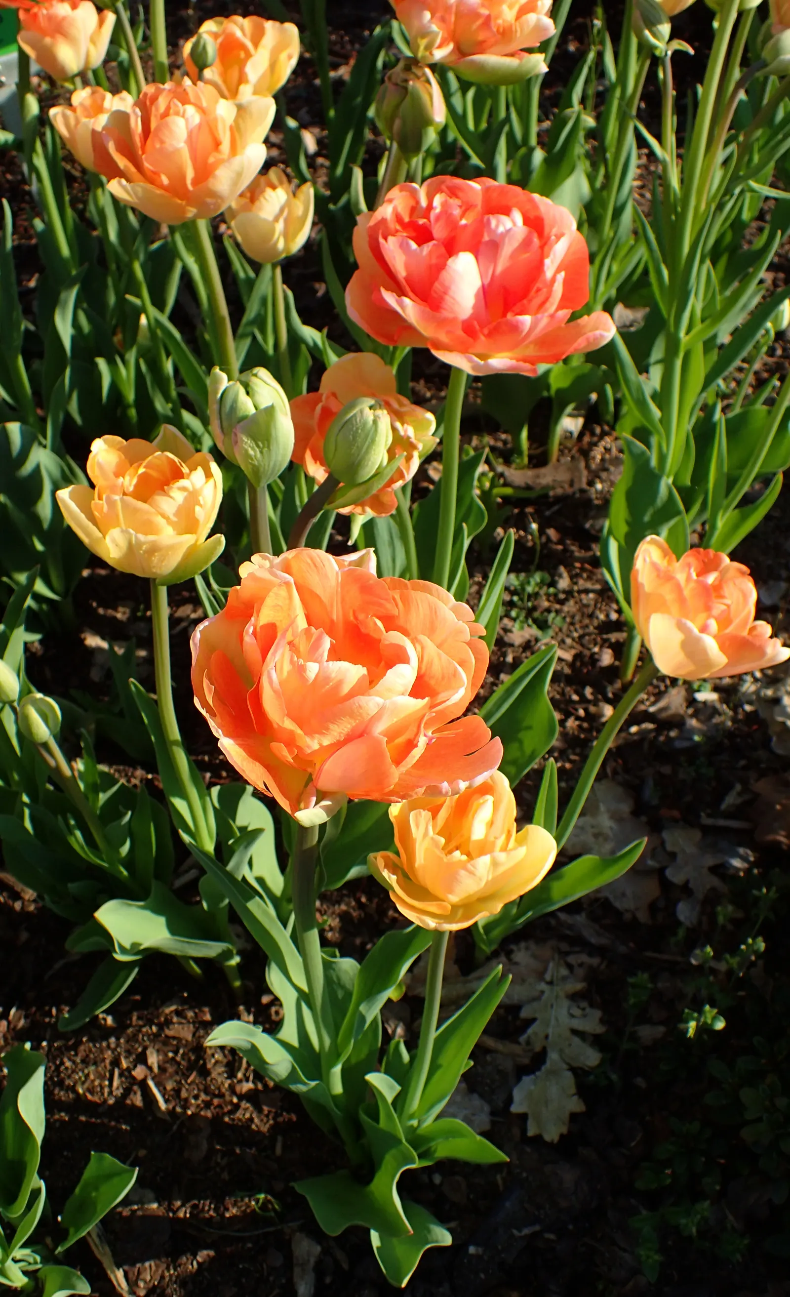 Angelique Peony Flw.Tulip (Tulipa 'Angelique') — Its soft pink petals, blushed with white hues, resemble peony flowers