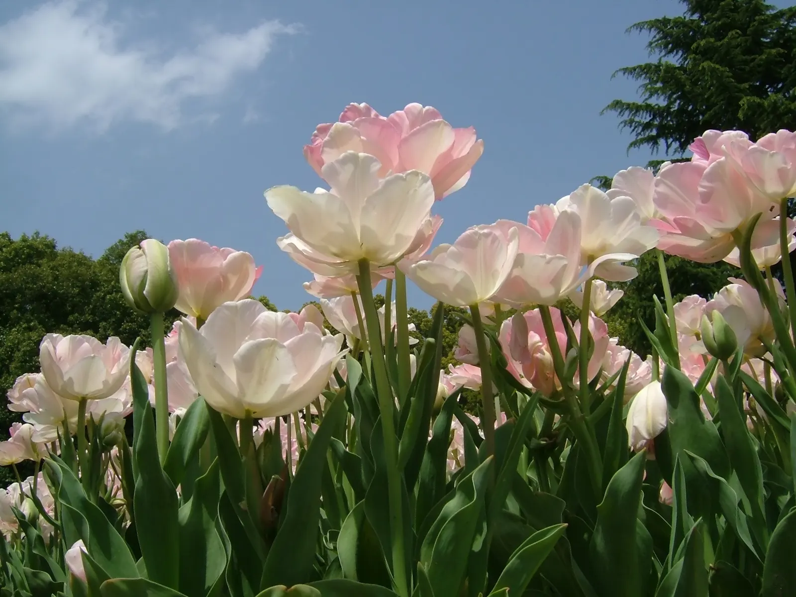 Angelique Peony Flw.Tulip (Tulipa 'Angelique') — also widely recognized as the Angelique Peony Flowering Tulip