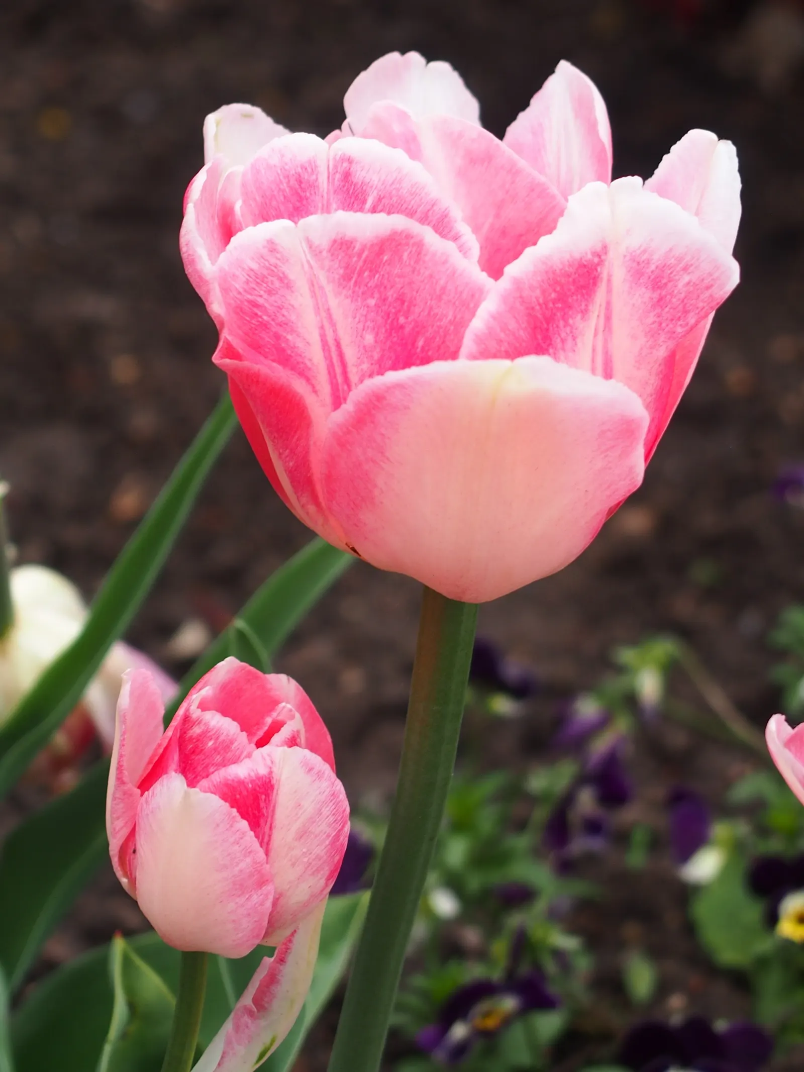 Angelique Peony Flw.Tulip (Tulipa 'Angelique') — Plant in well-drained soil in fall, spacing bulbs about 4-6 inches apart