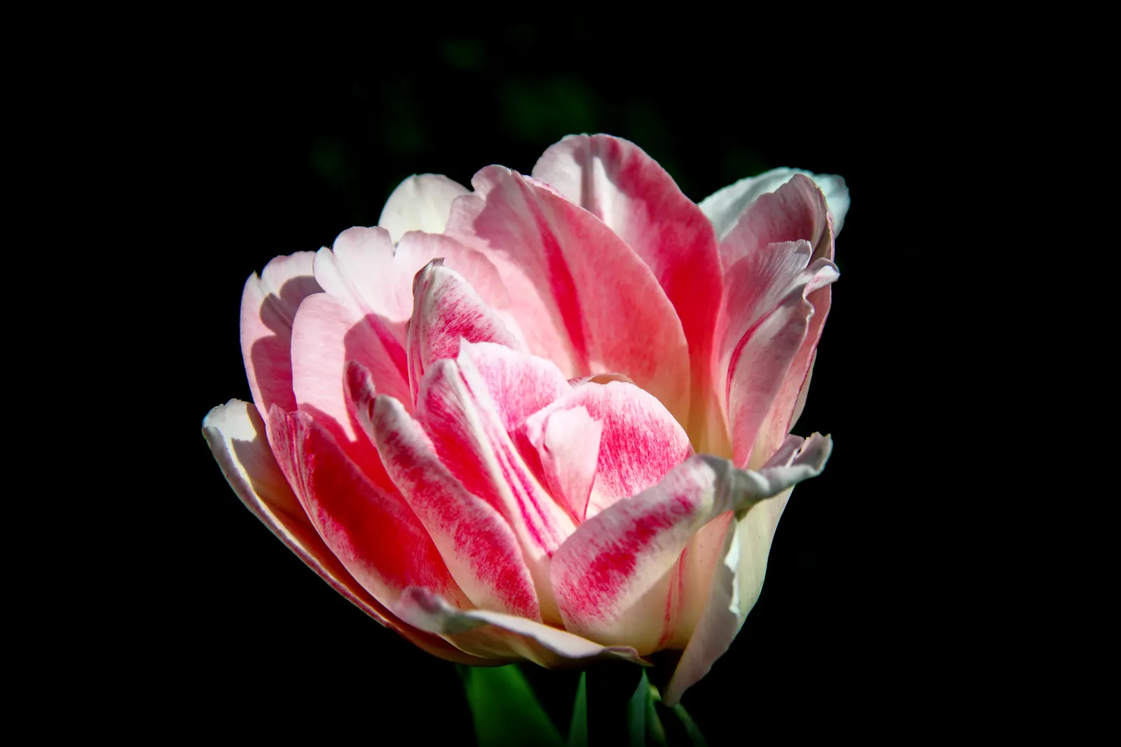Angelique Peony Flw.Tulip (Tulipa 'Angelique') — blush-pink petals that gently transition to a creamy white at the petal edges