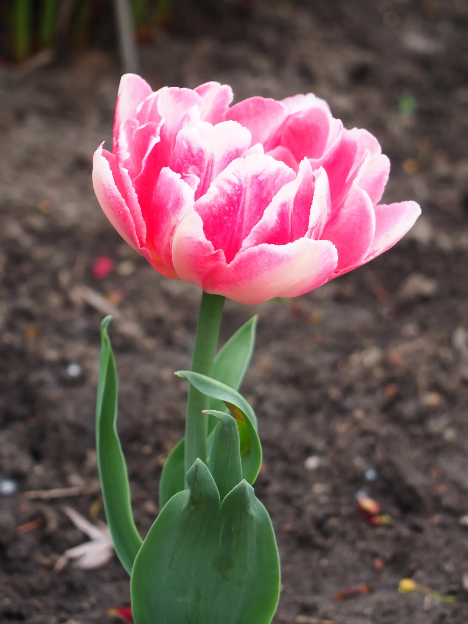 Angelique Peony Flw.Tulip (Tulipa 'Angelique') — double late flowering tulip