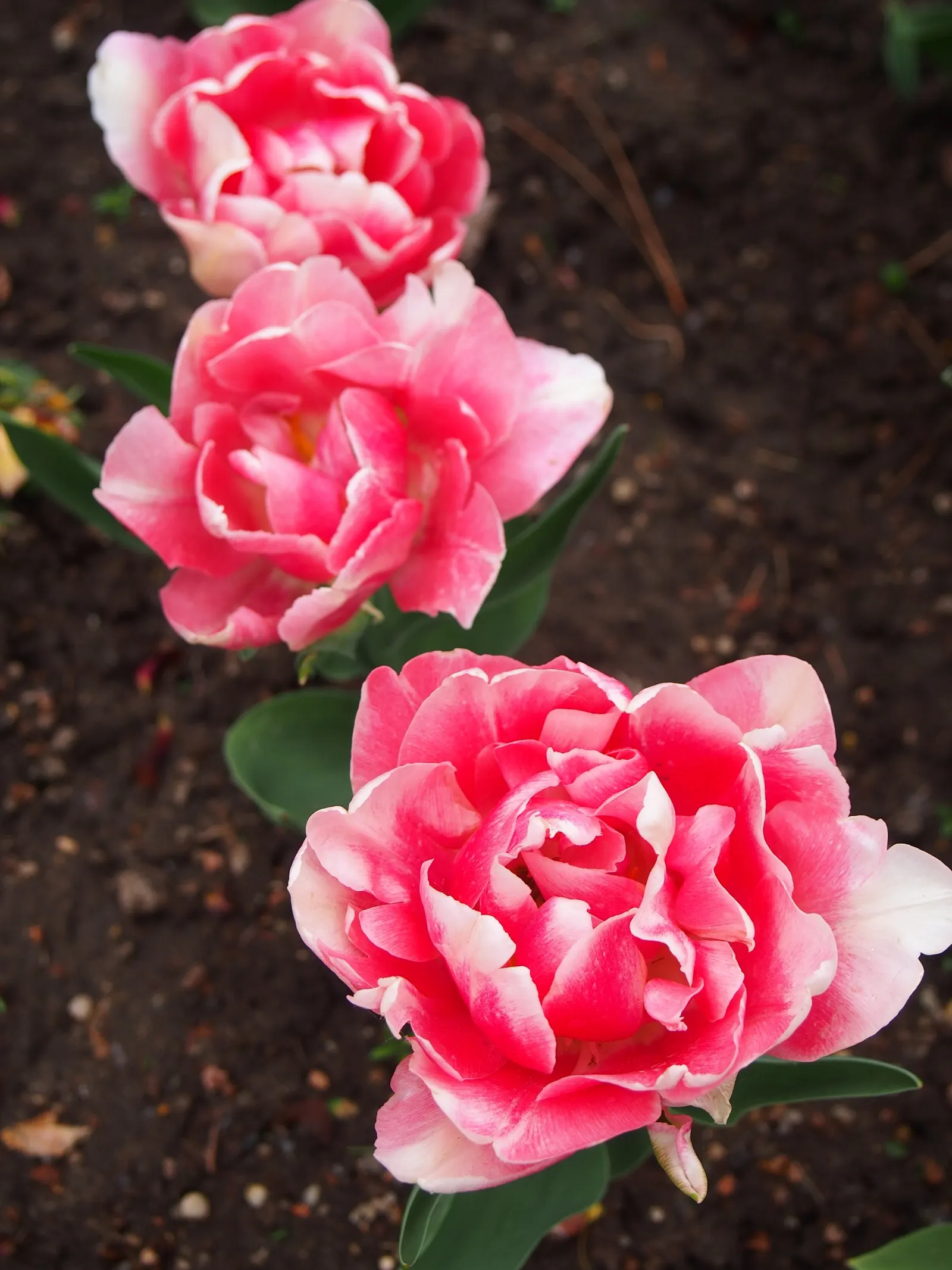 Angelique Peony Flw.Tulip (Tulipa 'Angelique') — Tulipa 'Angelique' is a sumptuous