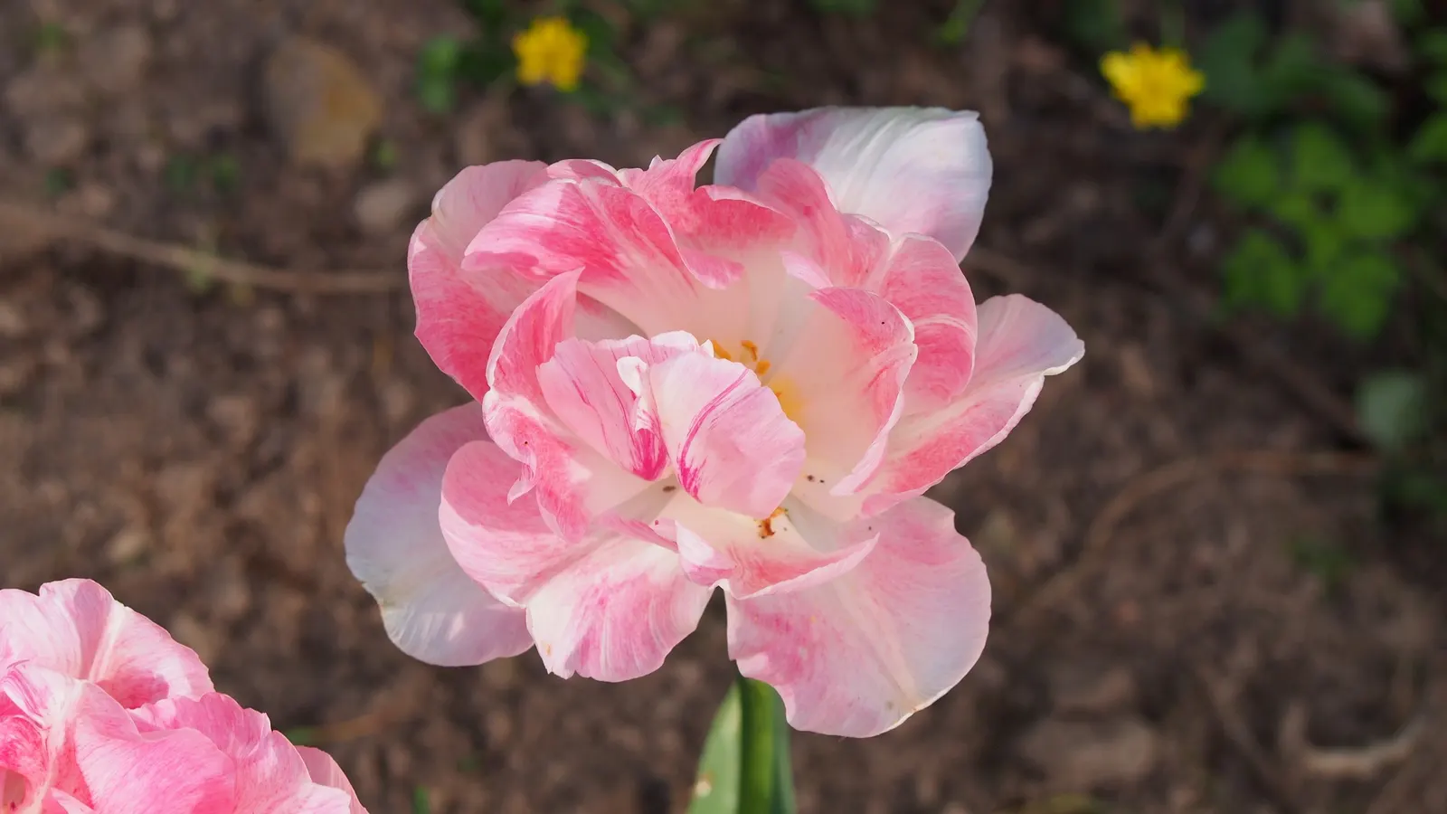 Angelique Peony Flw.Tulip (Tulipa 'Angelique') — cherished for its elegant
