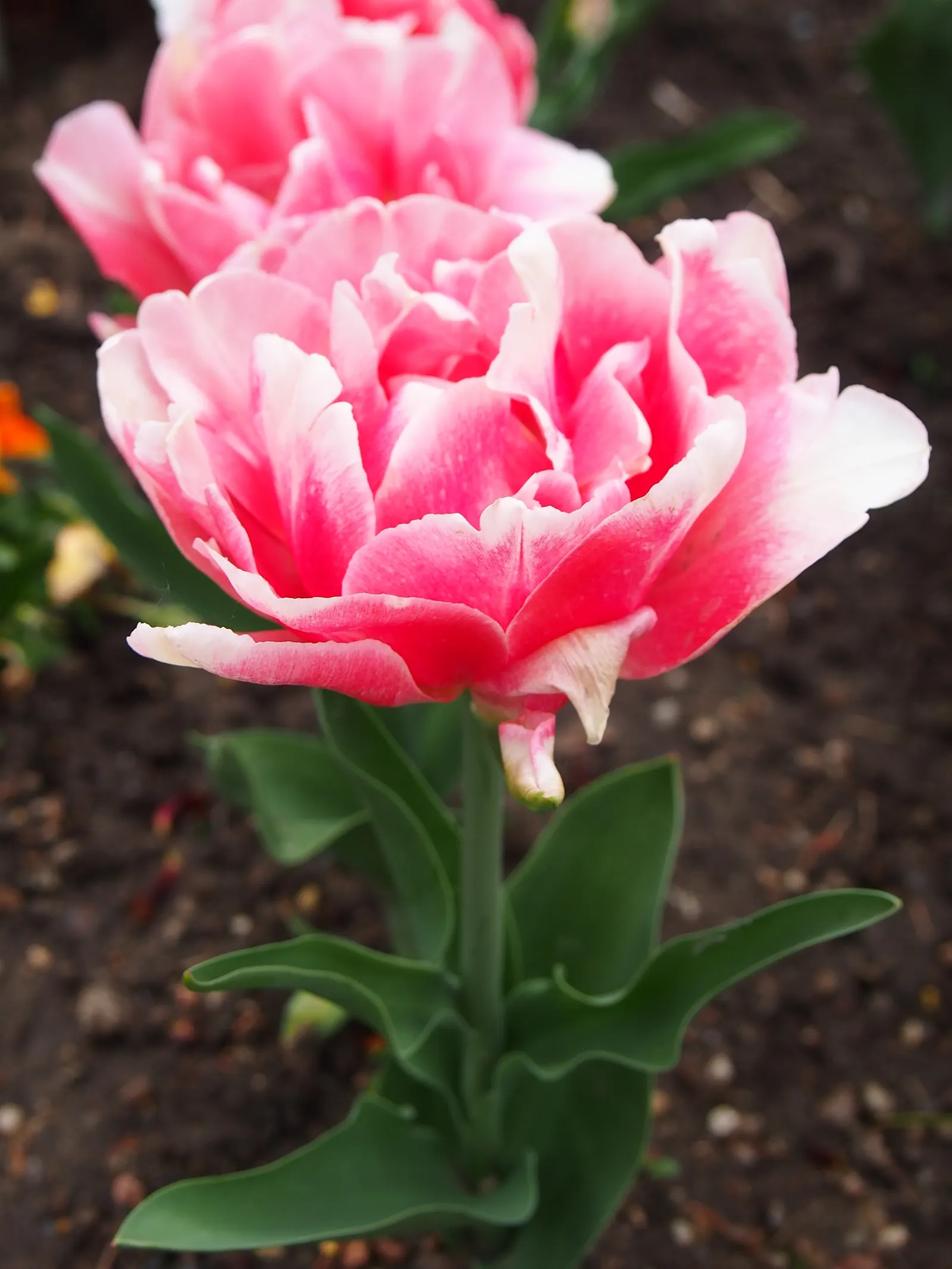 Angelique Peony Flw.Tulip (Tulipa 'Angelique') — Tulipa 'Angelique' is a double late flowering tulip, revered for its rose-like blooms