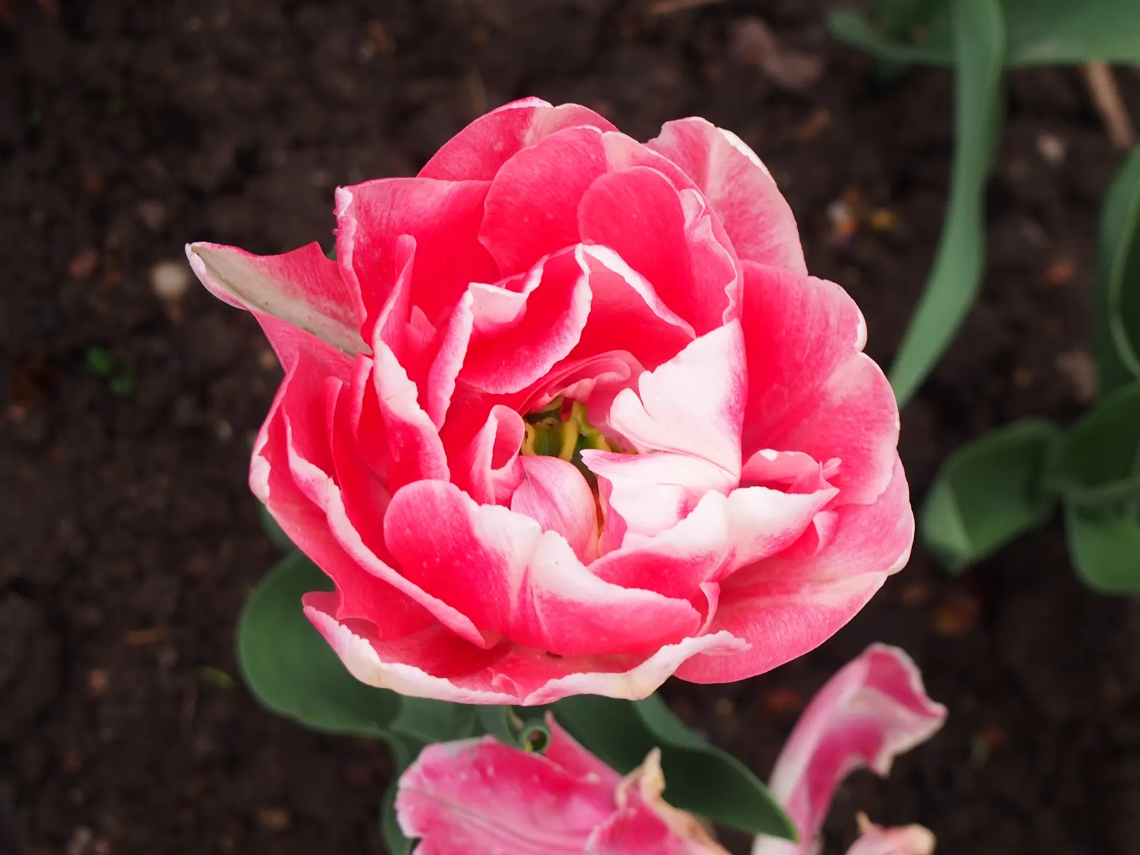 Angelique Peony Flw.Tulip (Tulipa 'Angelique') — These tulips typically grow to a height of 18-24 inches and thrive in full sun to partial shade