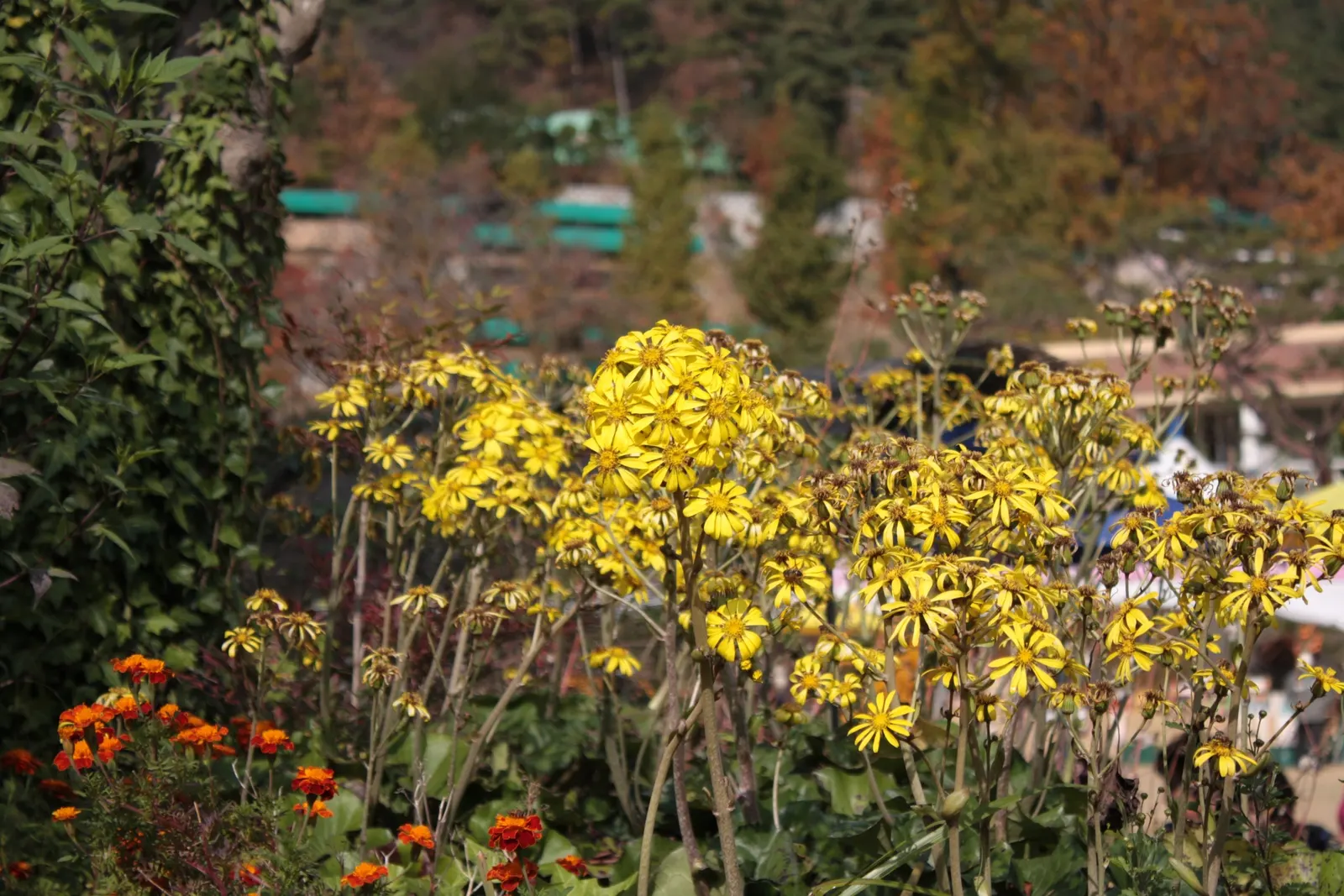 Leopard Plant (Ligularia Den. 'Britt-Marie Crawford') — providing bold texture and color from mid to late summer