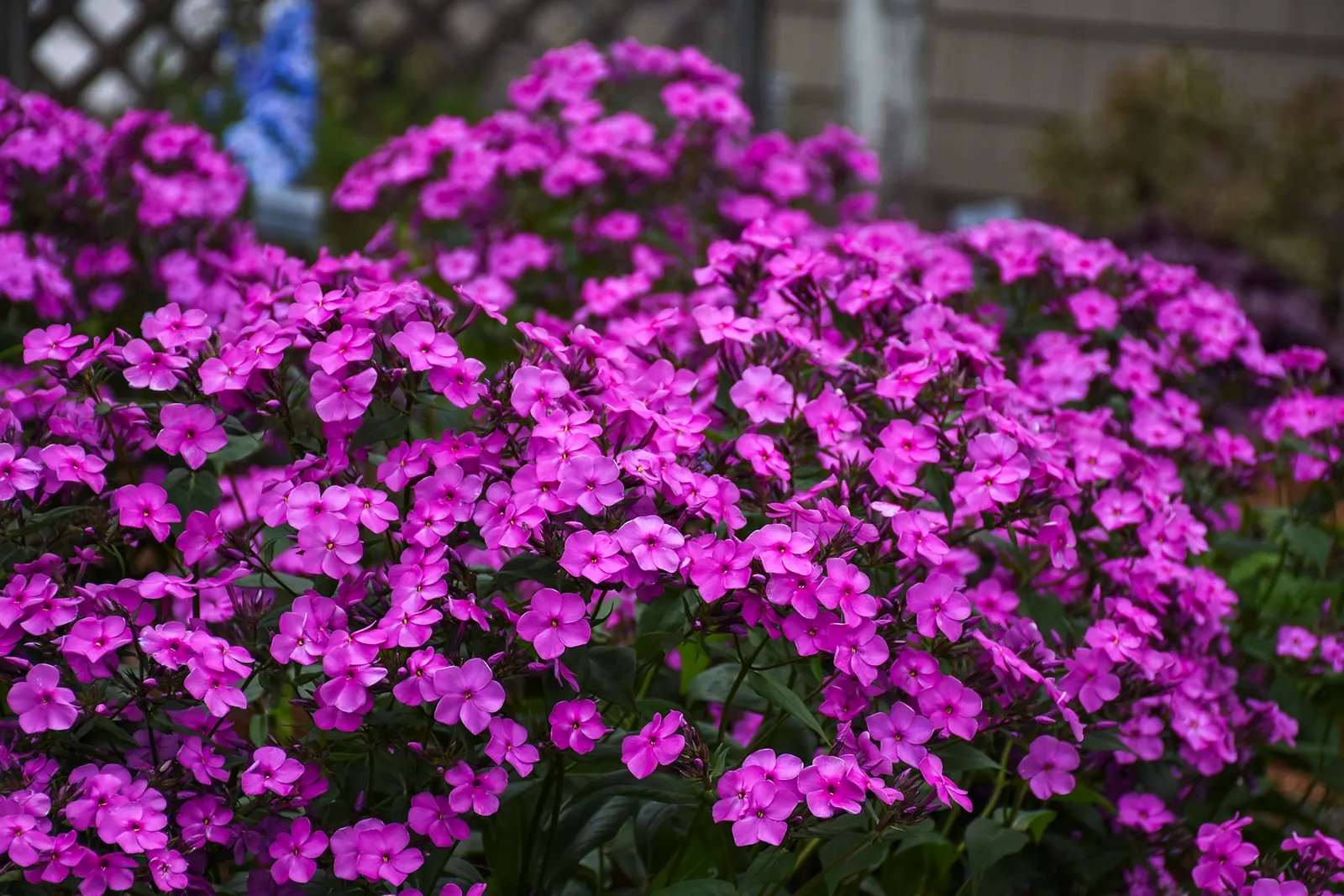 'Cloudburst' Tall Cushion Phlox (Phlox hybrid) — Thrives with regular fertilization; its dark green leaves are disease resistant., Grows best in consistently