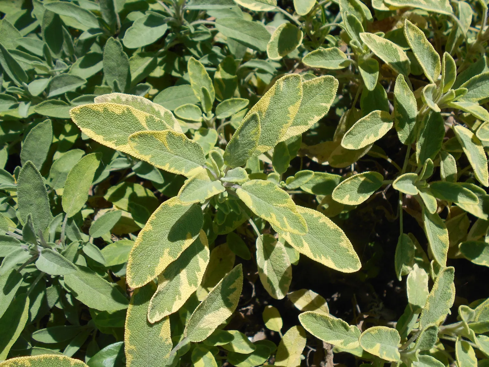 Golden Garden Sage (Salvia Officinalis 'Icterina') — which can reach up to 30 inches tall