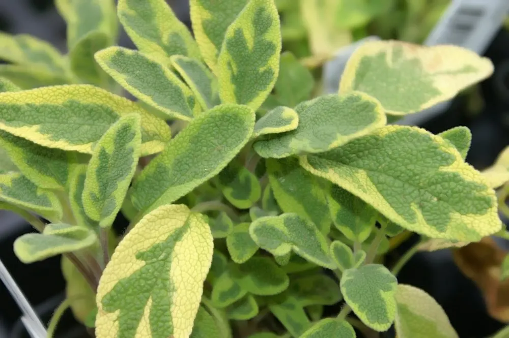 Golden Garden Sage (Salvia Officinalis 'Icterina') — herb / perennial with blue and violet blooms