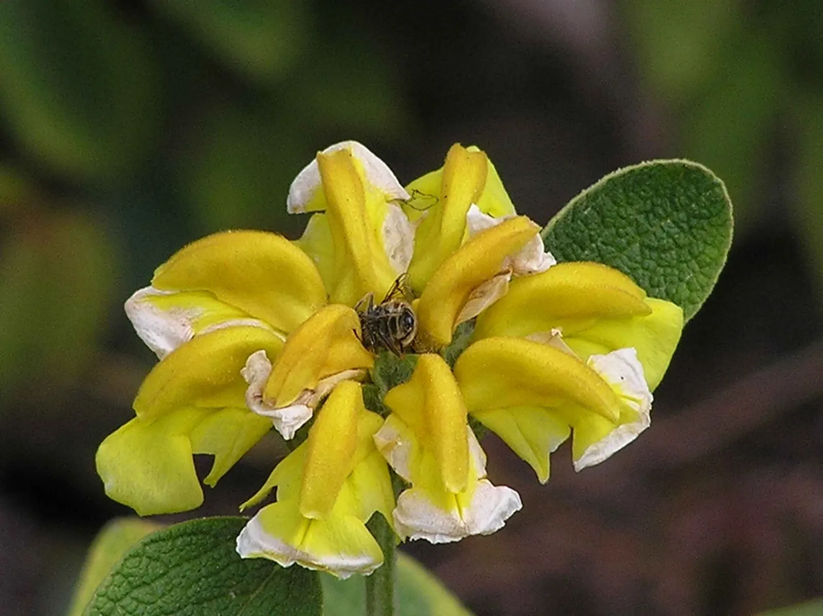 Golden Garden Sage (Salvia Officinalis 'Icterina') — This perennial plant typically grows to a height of about 18 to 24 inches with a similar spread