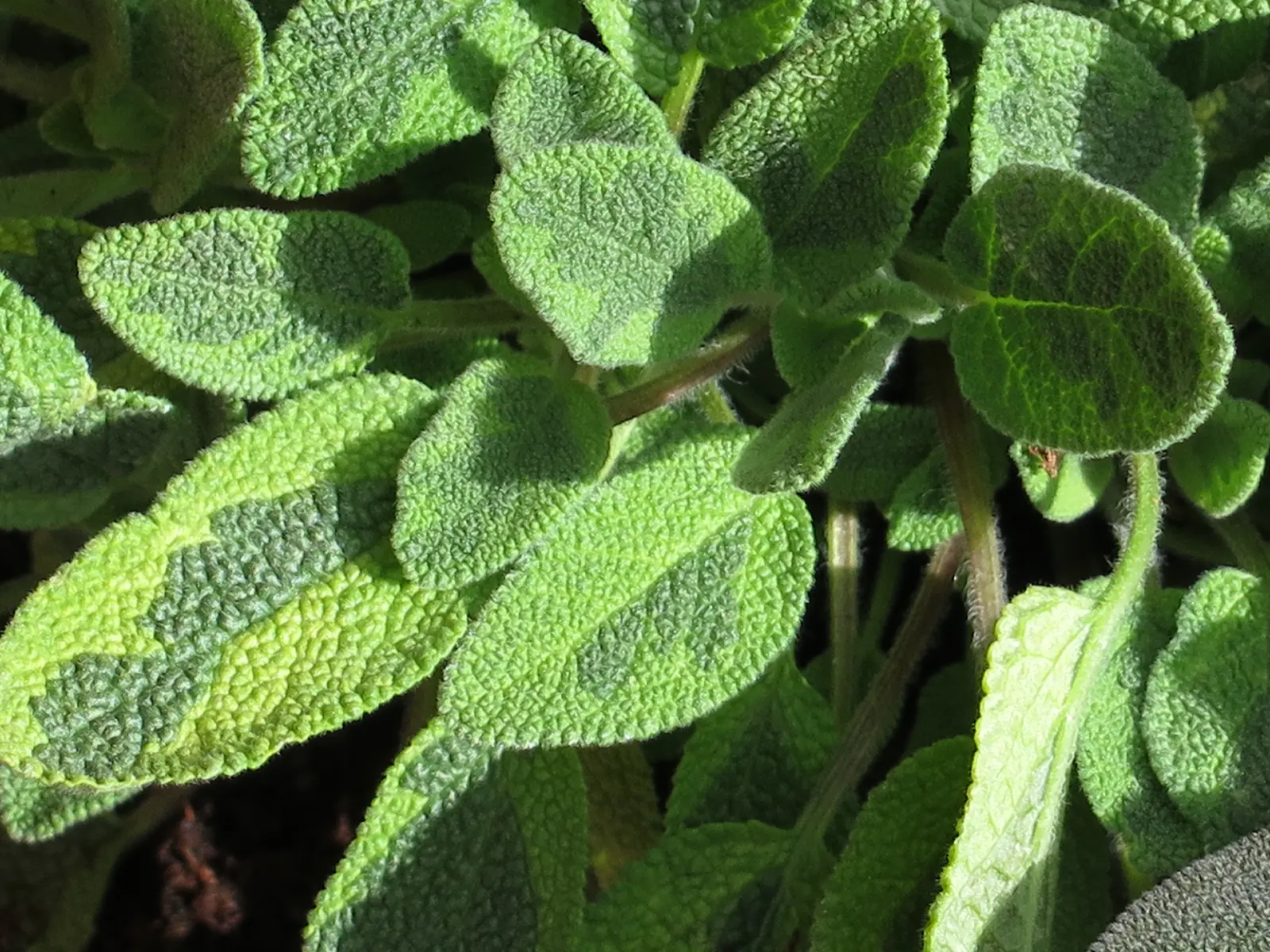 Golden Garden Sage (Salvia Officinalis 'Icterina') — Aside from its culinary use
