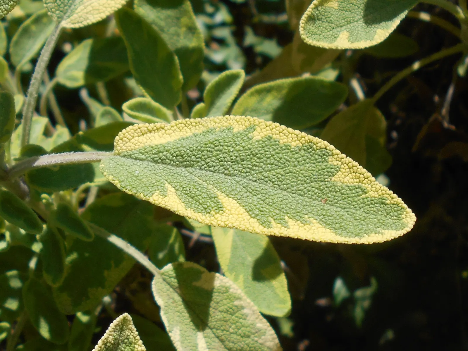 Golden Garden Sage (Salvia Officinalis 'Icterina') — Blooms with lavender-blue flowers in late spring to early summer, attracting pollinators