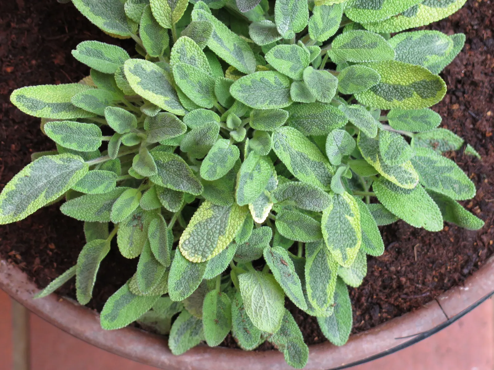 Golden Garden Sage (Salvia Officinalis 'Icterina') — it adds vivid color contrast to landscapes and is drought-tolerant once established