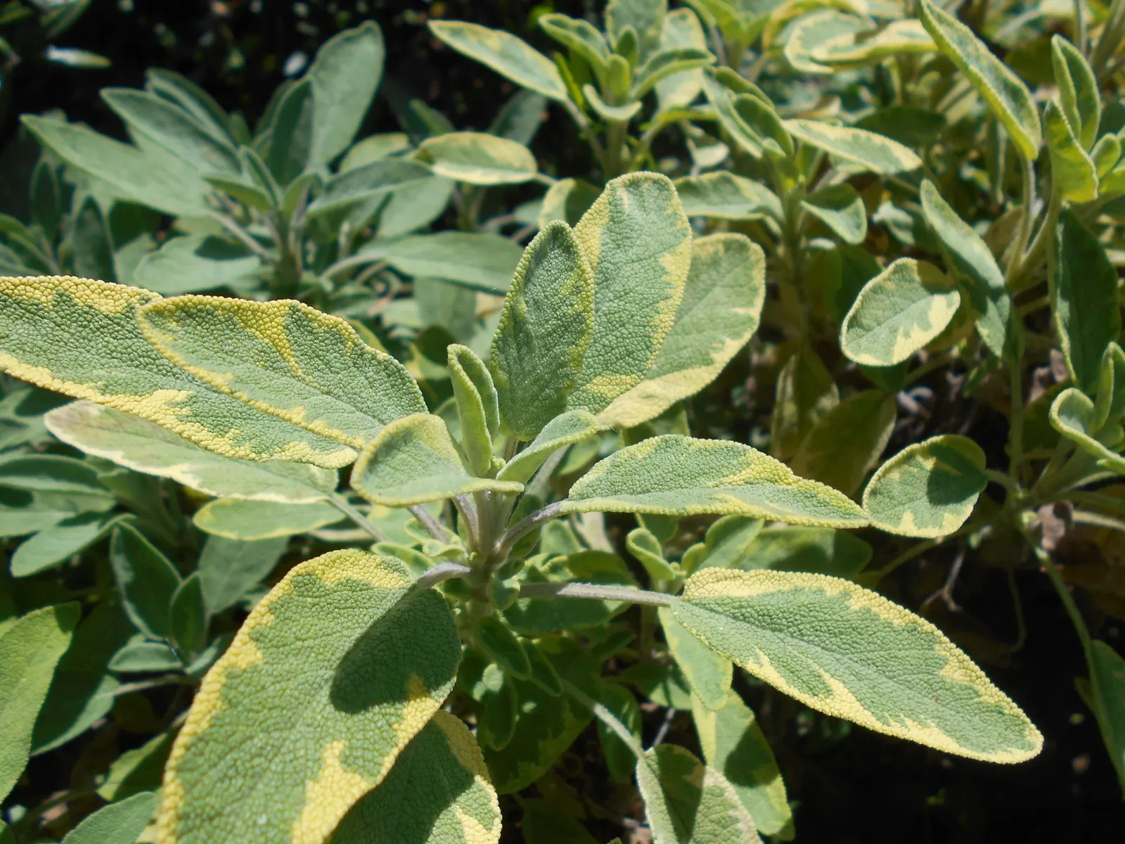 Golden Garden Sage (Salvia Officinalis 'Icterina') — offering multi-sensory appeal