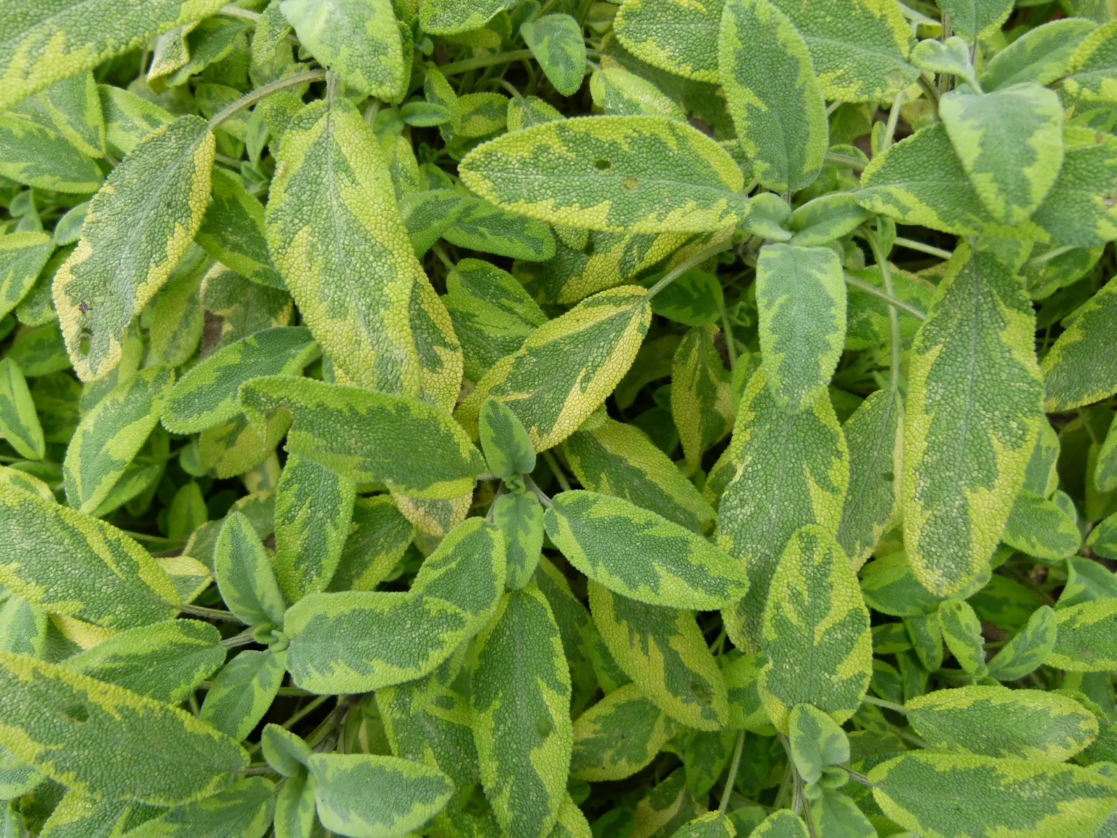 Golden Garden Sage (Salvia Officinalis 'Icterina') — preferring full sun to part shade and well-drained soil