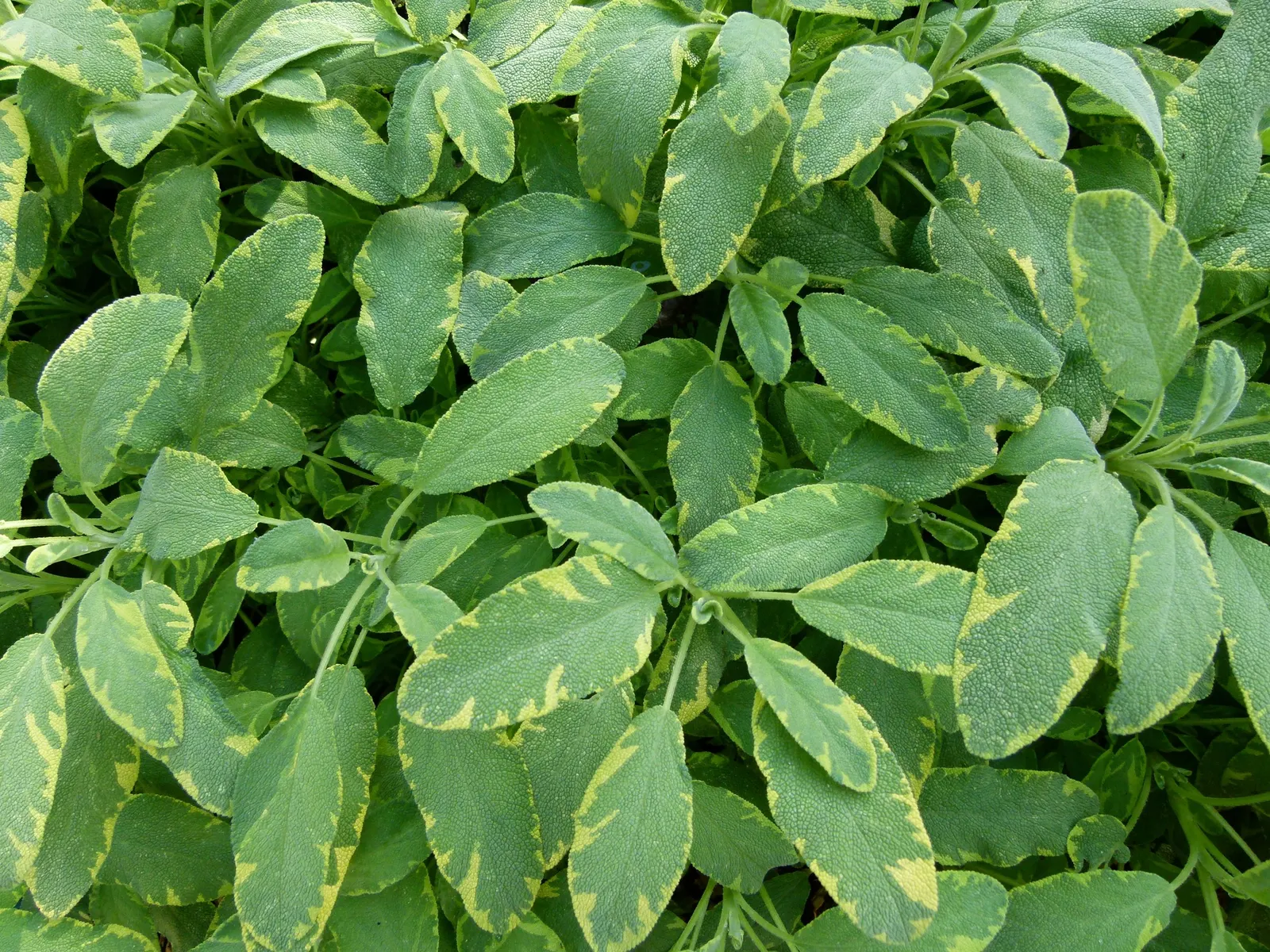 Golden Garden Sage (Salvia Officinalis 'Icterina') — This cultivar typically grows up to 2 feet tall and 2-3 feet wide