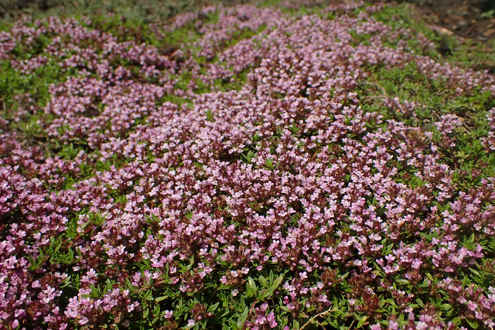 Caraway-Scented Thyme (Thymus Herba-Barona) — low-growing perennial ideal for xeriscaping and herb gardens
