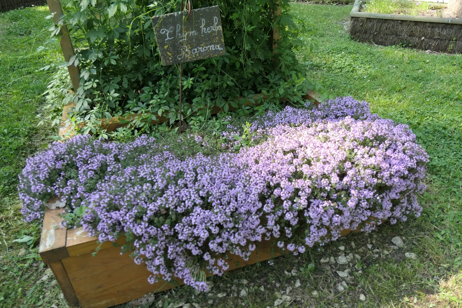 Caraway-Scented Thyme (Thymus Herba-Barona) — This hardy species reaches 4 inches in height, spreading up to 12 inches