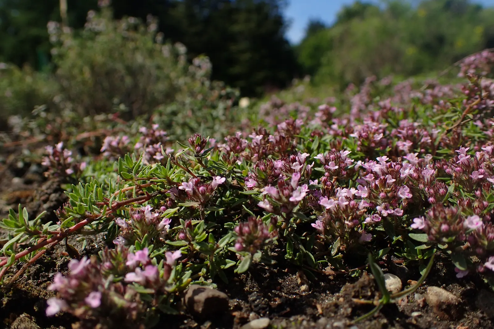 Caraway-Scented Thyme (Thymus Herba-Barona) — rounded leaves with a distinctive caraway scent and pink to lavender blooms in late spring to early summer