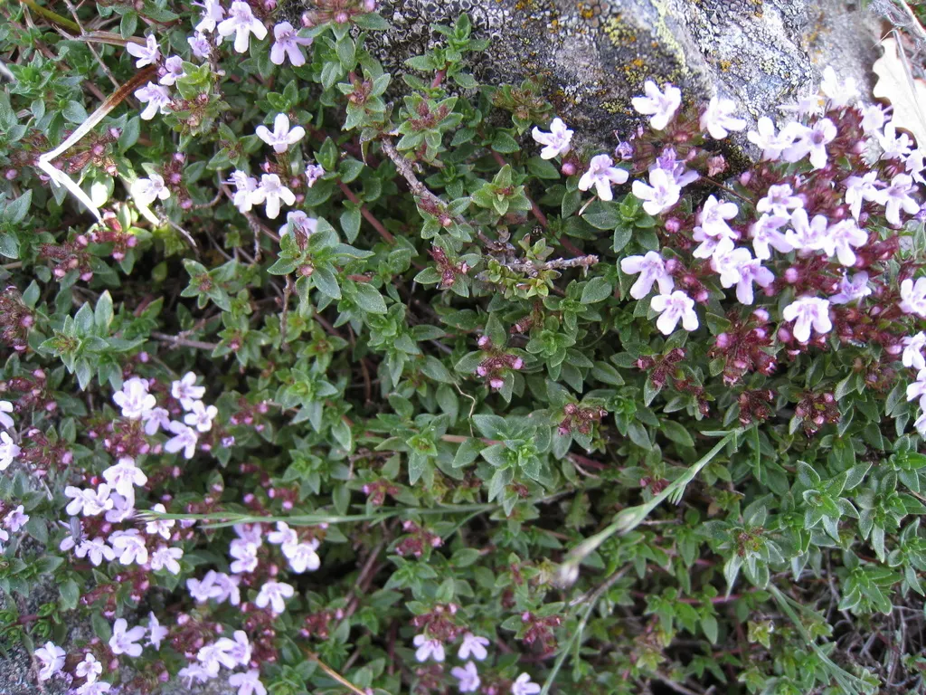 Caraway-Scented Thyme (Thymus Herba-Barona) — commonly known as Caraway-Scented Thyme