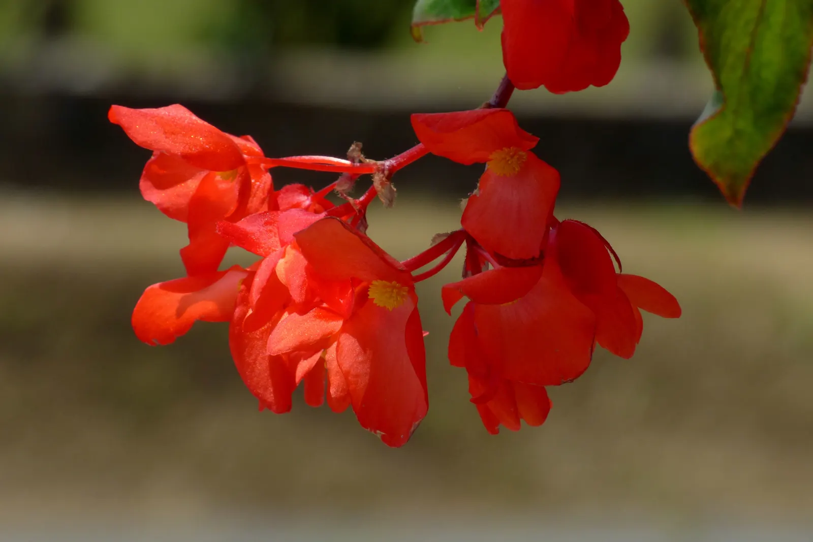 Begonia Cultivars (Begonia hybrid) — perennial with pink and red and white blooms