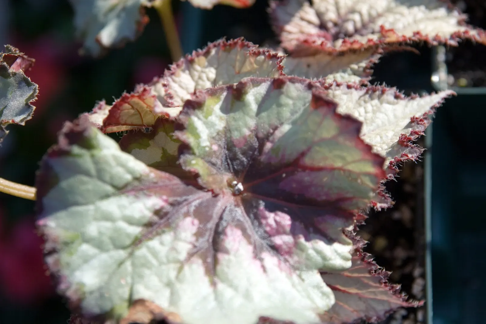 Begonia Cultivars (Begonia hybrid) — Begonia cultivars encompass a diverse group of ornamental plants; begonias prefer partial shade and, image 49