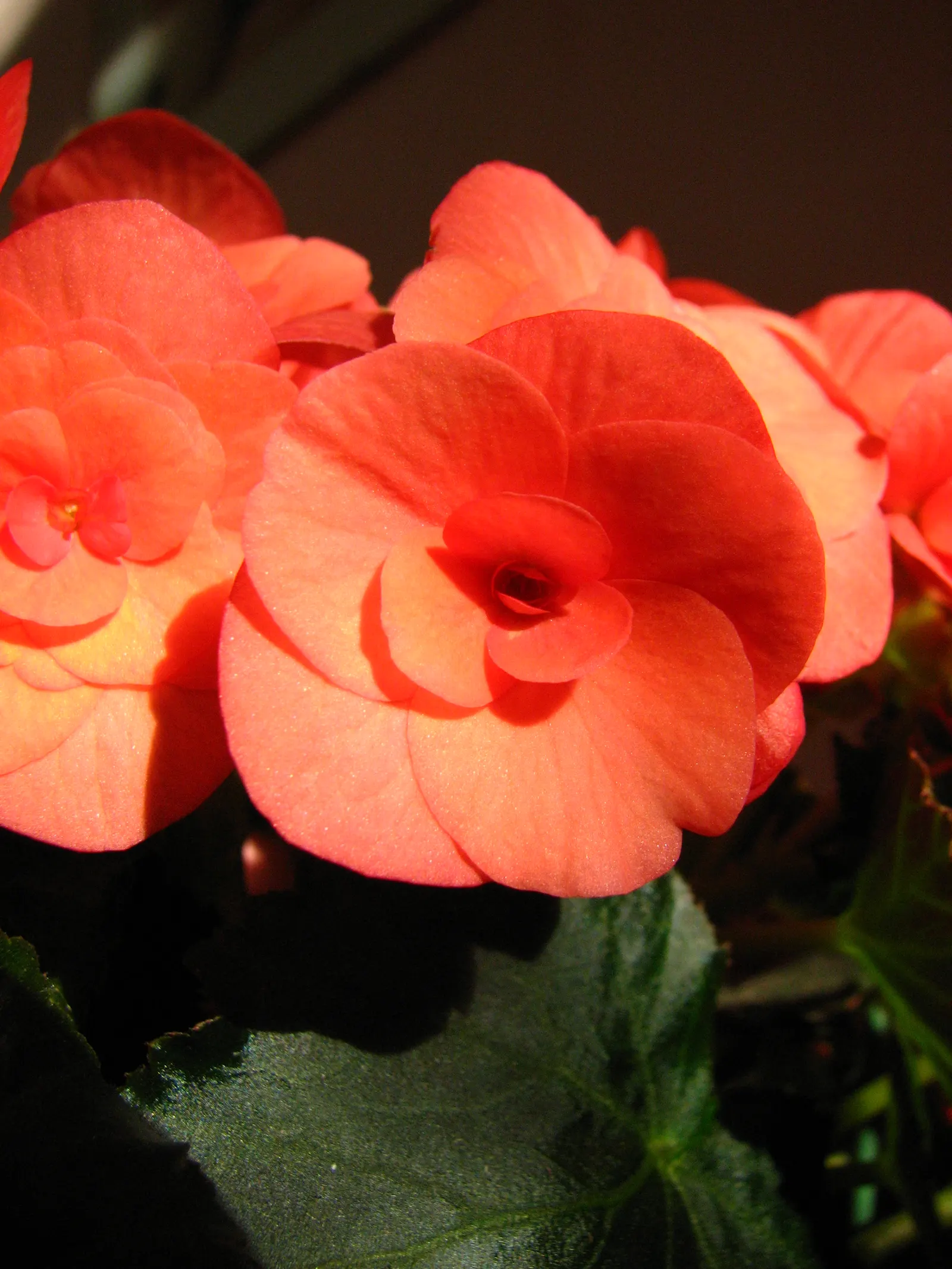 Begonia Cultivars (Begonia hybrid) — Ideal for borders, containers, and indoor displays, they offer versatility to any design; consider their need for