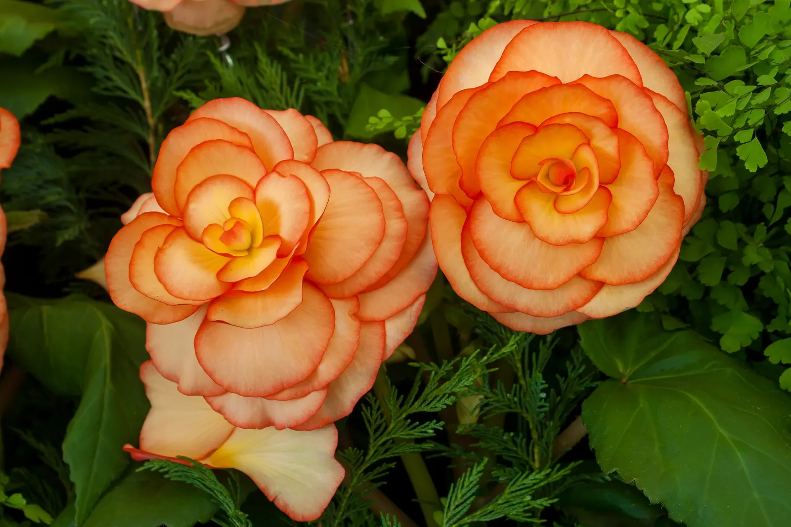 Begonia Cultivars (Begonia hybrid) — Presented in hanging baskets or containers; they thrive in USDA hardiness zones 3 through 11, image 115