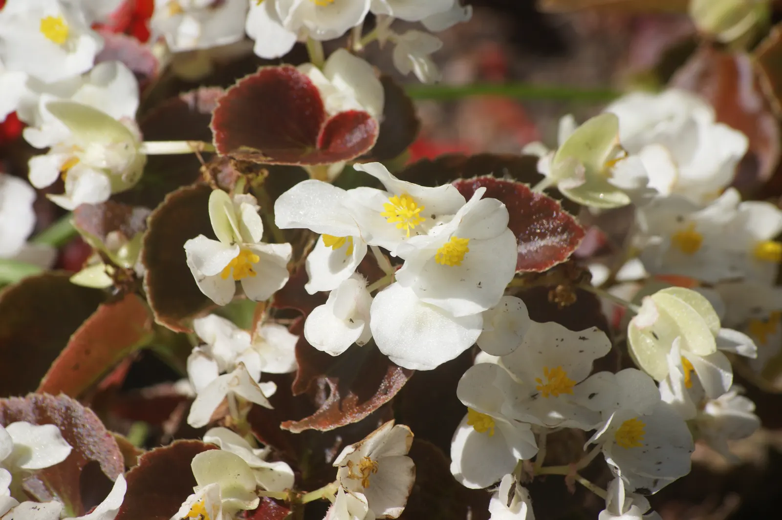 Begonia Cultivars (Begonia hybrid) — and ensure they are aware of the Begonias' inclination toward powdery mildew