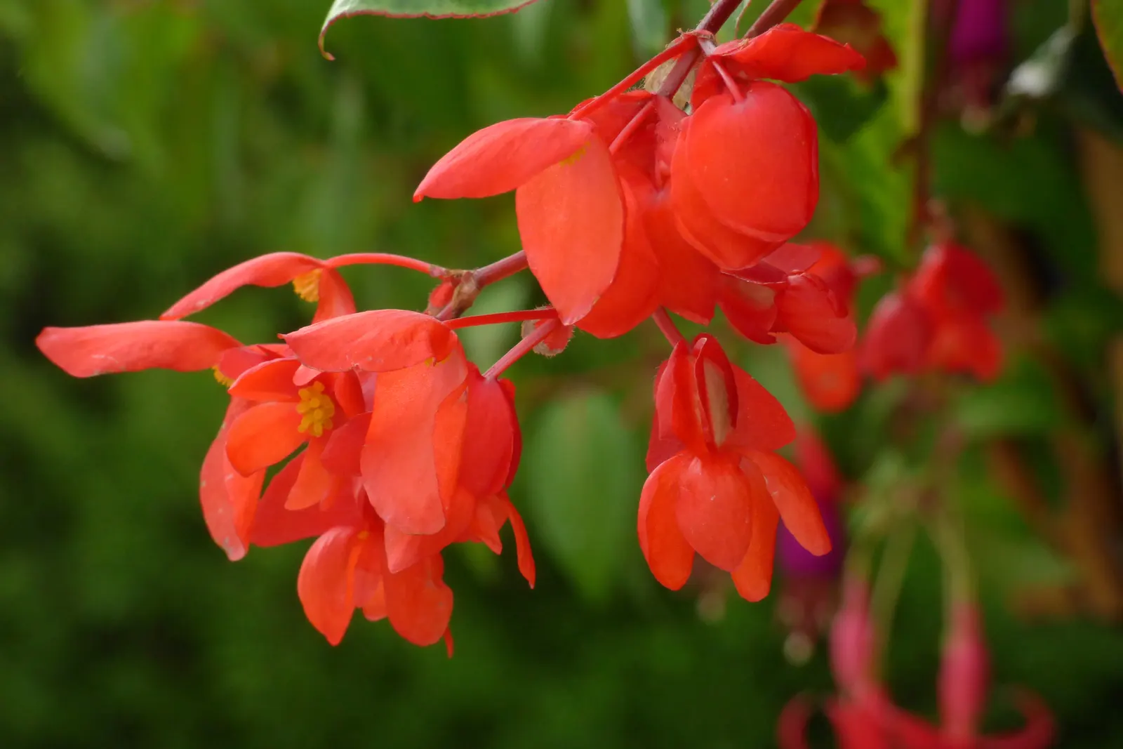 Begonia Cultivars (Begonia hybrid) — Begonia cultivars encompass a diverse group of ornamental plants; begonias prefer partial shade and, image 121