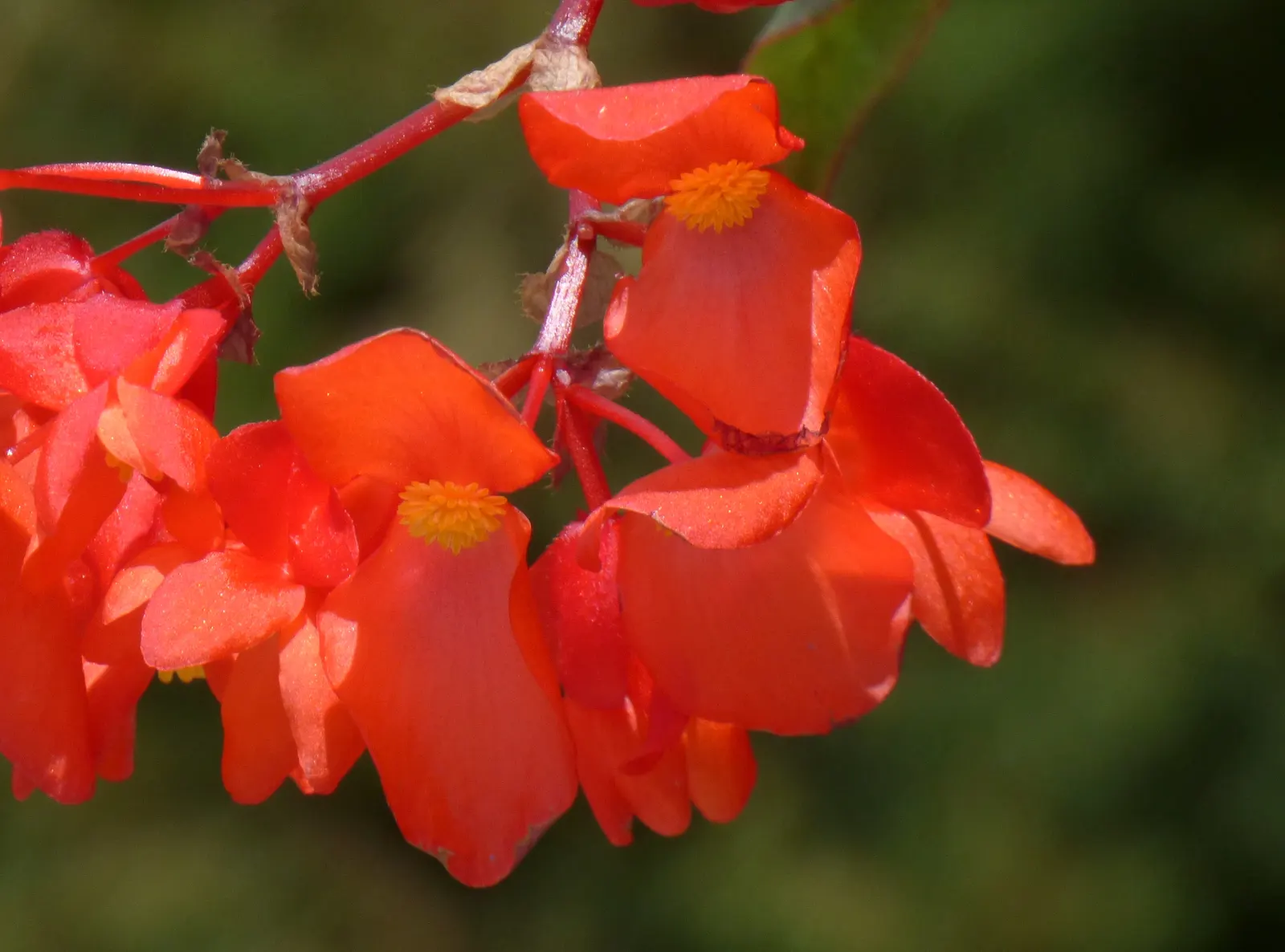 Begonia Cultivars (Begonia hybrid) — They thrive in USDA hardiness zones 3 through 11