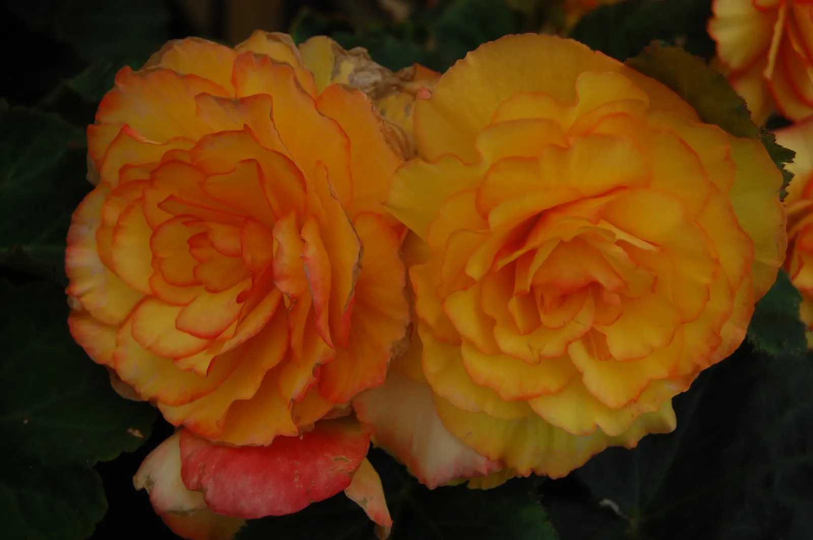 Begonia Cultivars (Begonia hybrid) — pink and red and white flowers in the garden